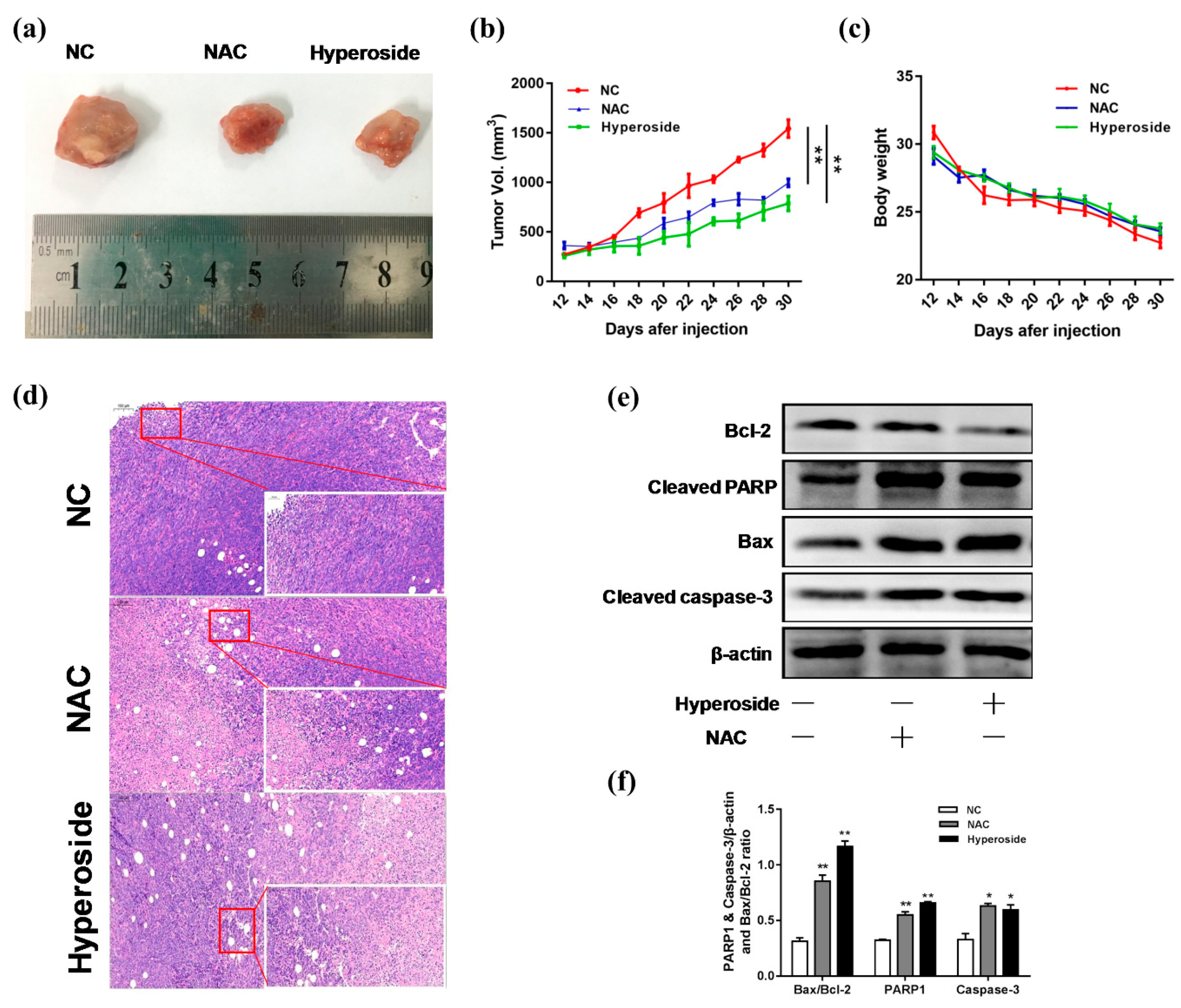 Ijms 21 00131 g005 Ijms 21 00131 g005