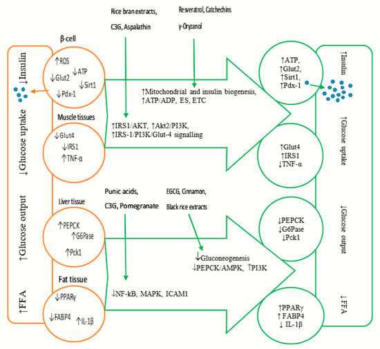 Type 2 Diabetes Mellitus: Practice Essentials, Background