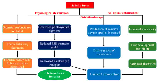 Ijms Free Full Text An Overview Of Hazardous Impacts Of Soil Salinity In Crops Tolerance Mechanisms And Amelioration Through Selenium Supplementation Html