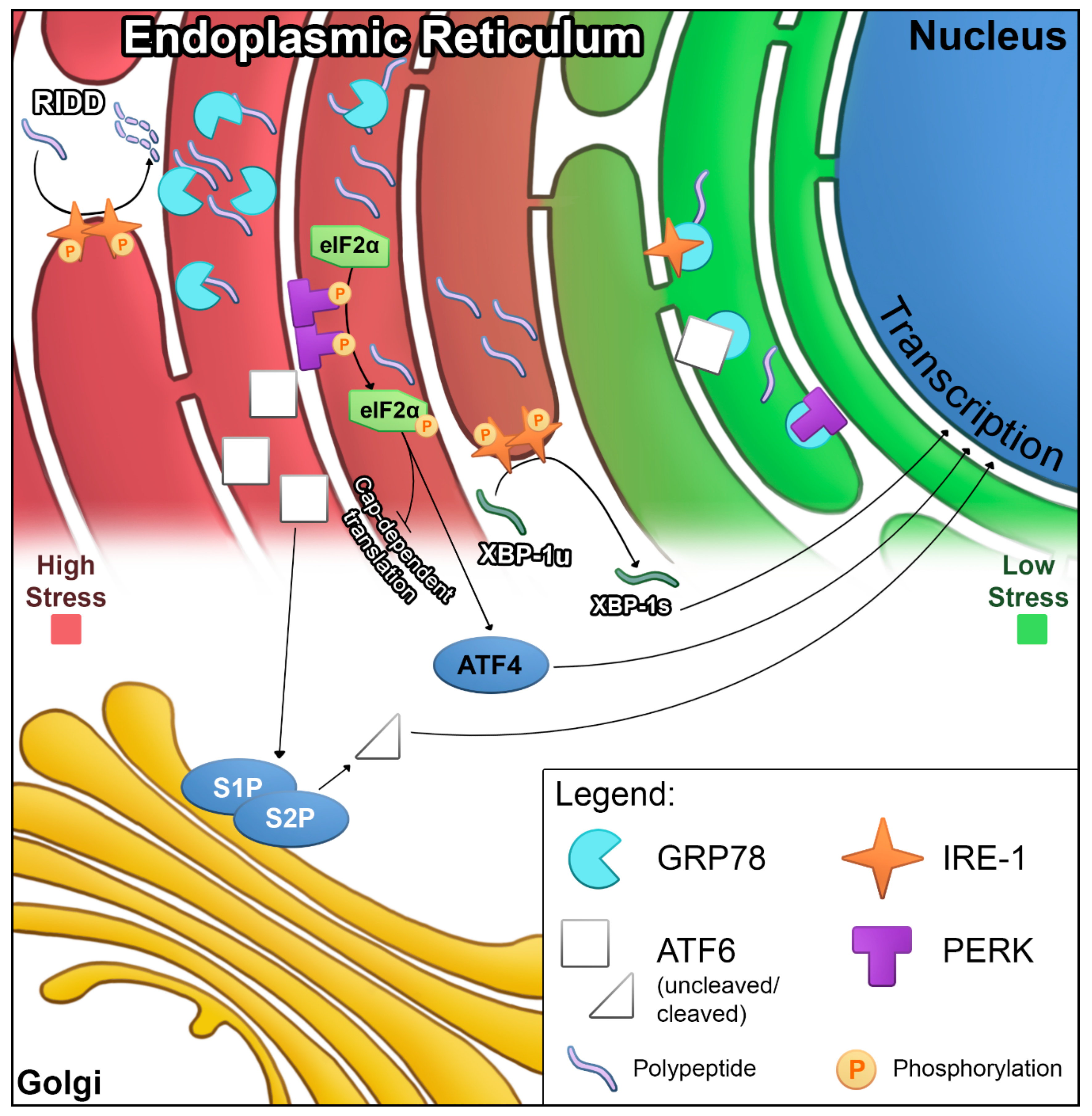 The effects of Nelfinavir on ER stress, metabolic stress and autophagy