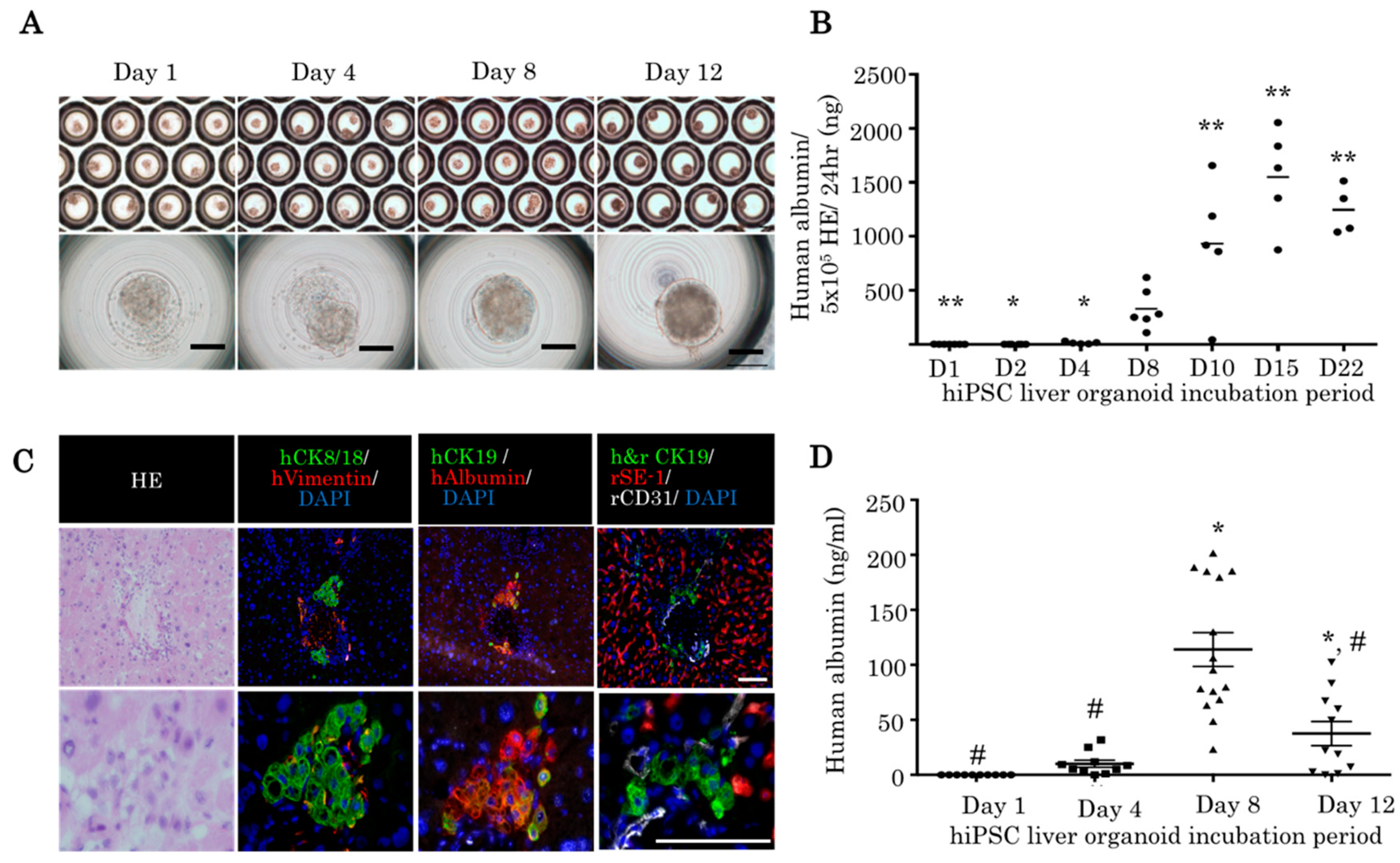 Ijms 21 00178 g005 Ijms 21 00178 g005