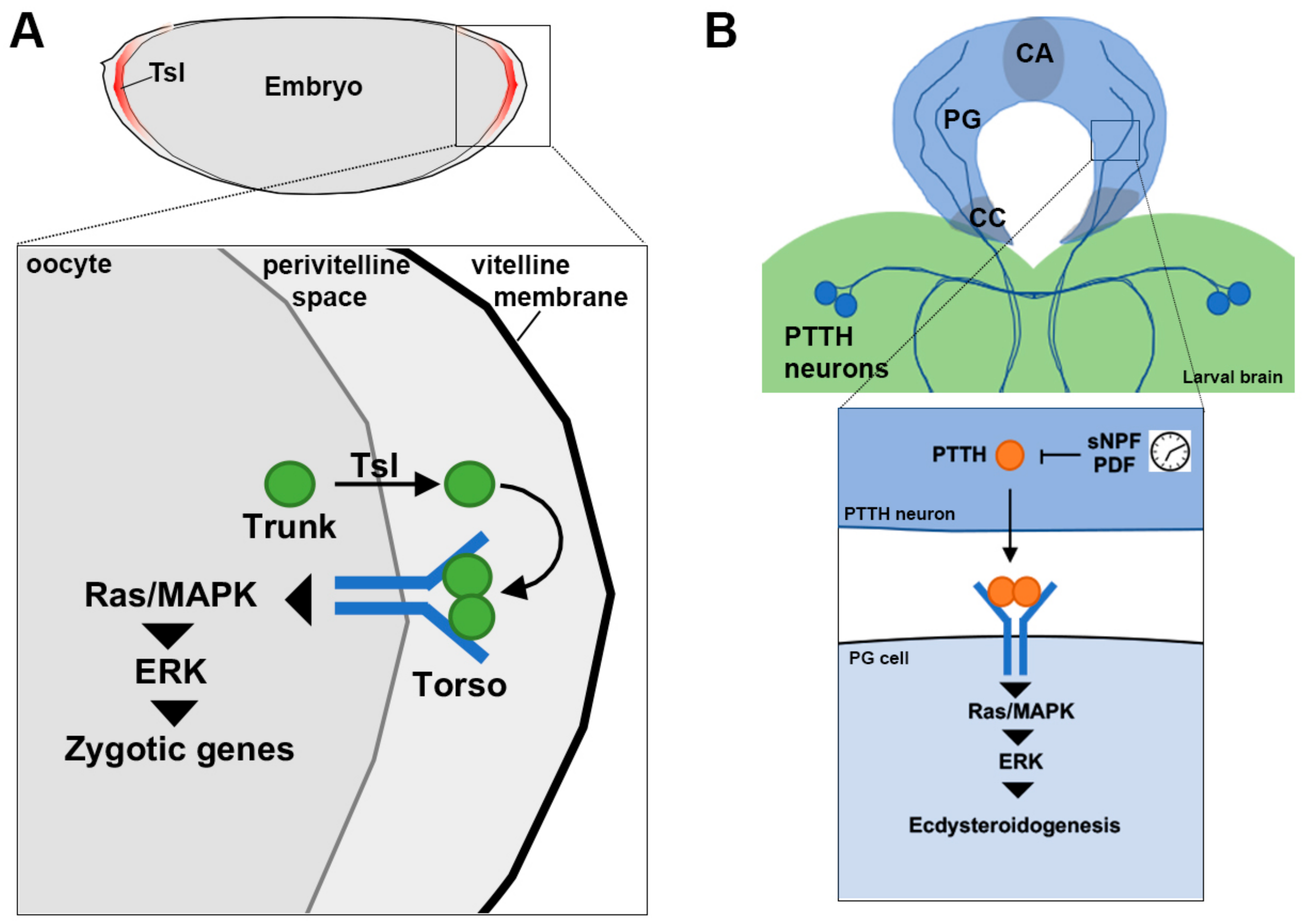 Ijms Free Full Text Receptor Tyrosine Kinases In Development Insights From Drosophila Html