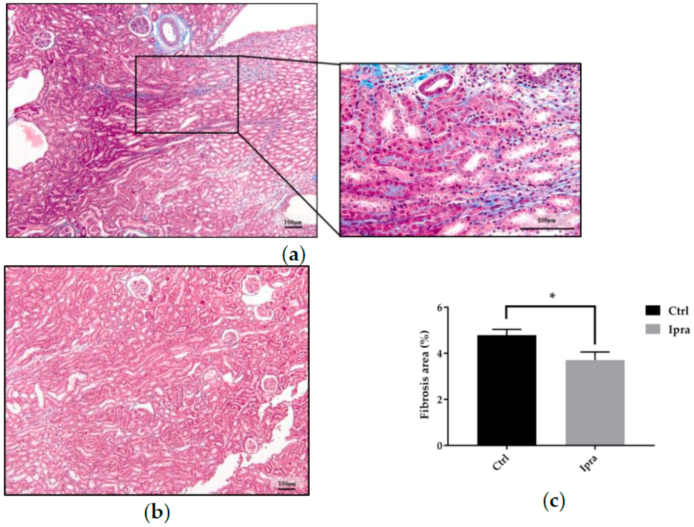 Ijms 21 00190 g003 Ijms 21 00190 g003