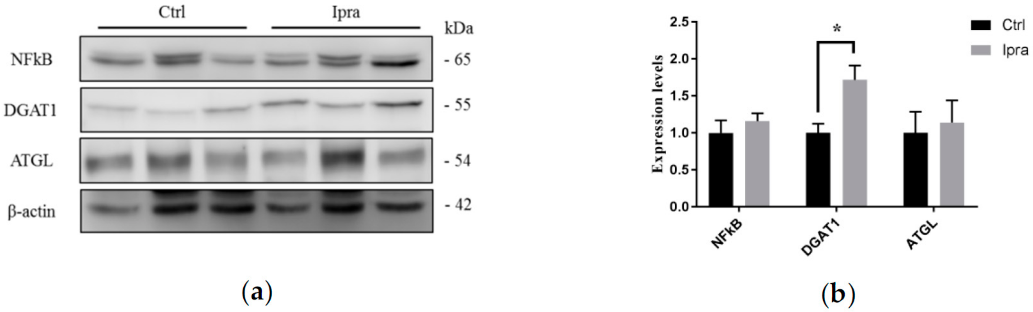 Ijms 21 00190 g006 Ijms 21 00190 g006