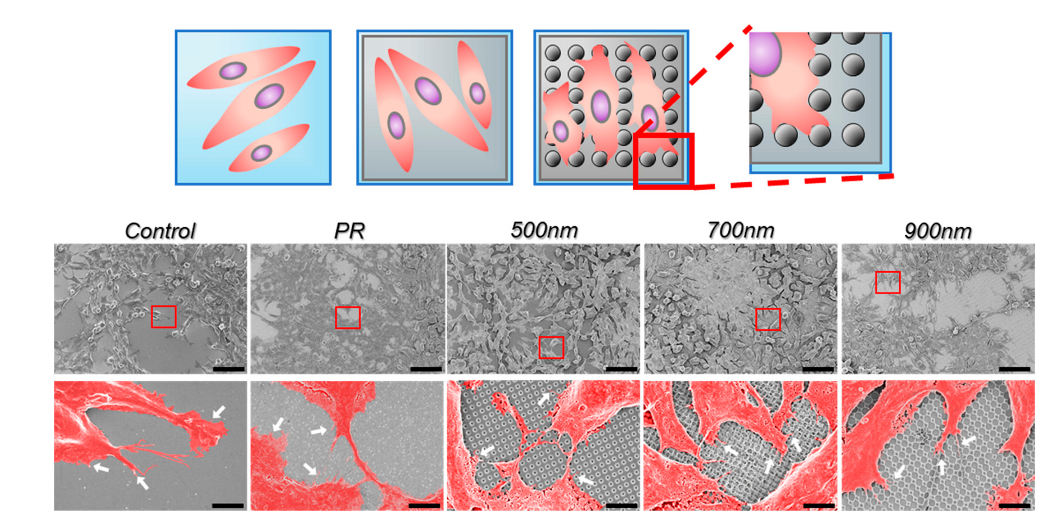 Ijms 21 00191 g004 Ijms 21 00191 g004