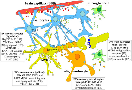 IJMS | Free Full-Text | Cell-to-Cell Communication in Learning and Memory:  From Neuro- and Glio-Transmission to Information Exchange Mediated by  Extracellular Vesicles | HTML