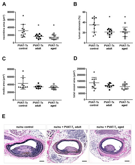 Ijms Free Full Text Age Dependent And Independent Effects Of