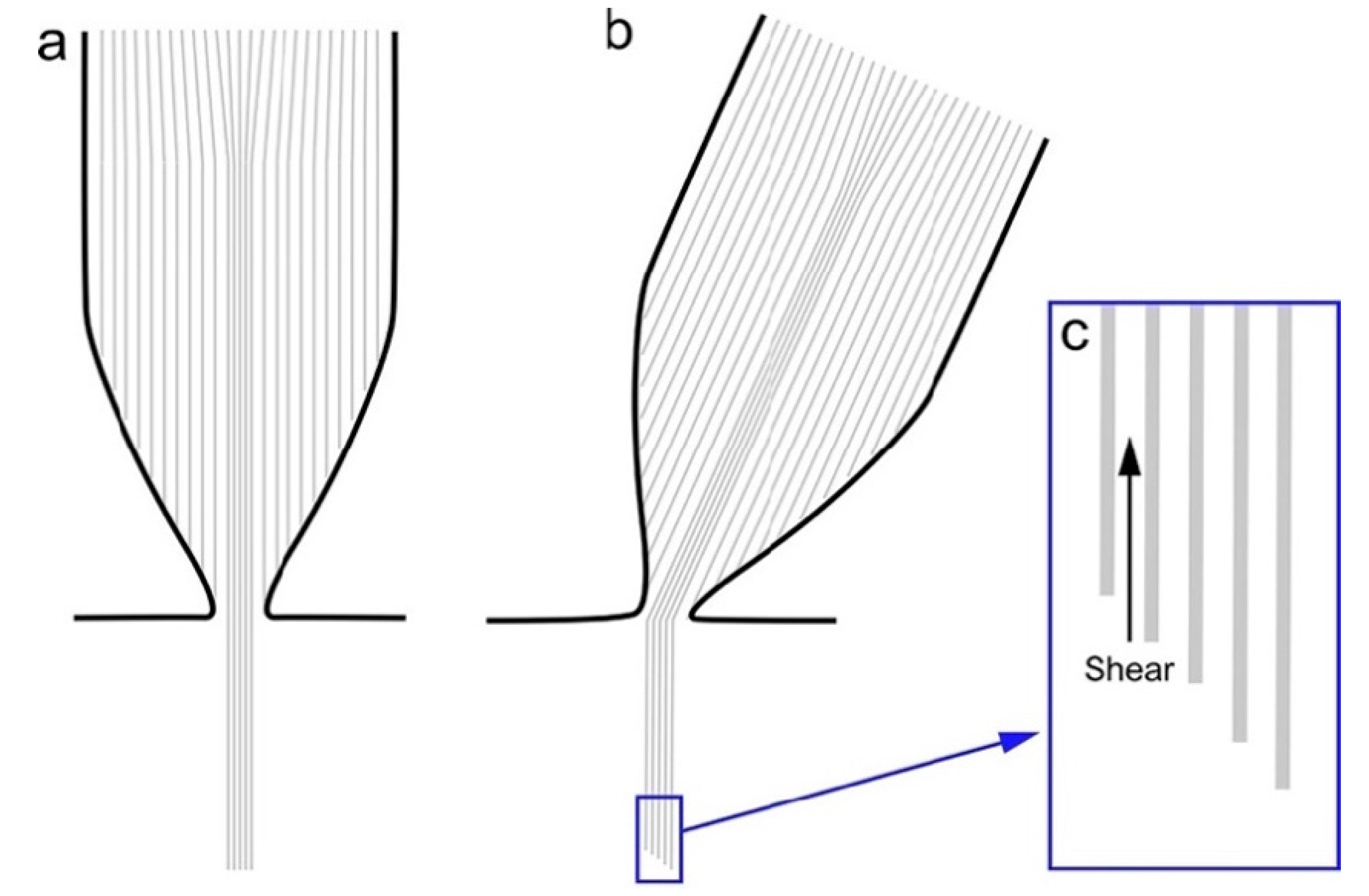 Ijms Free Full Text Stereocilia Rootlets Actin Based Structures That Are Essential For Structural Stability Of The Hair Bundle Html