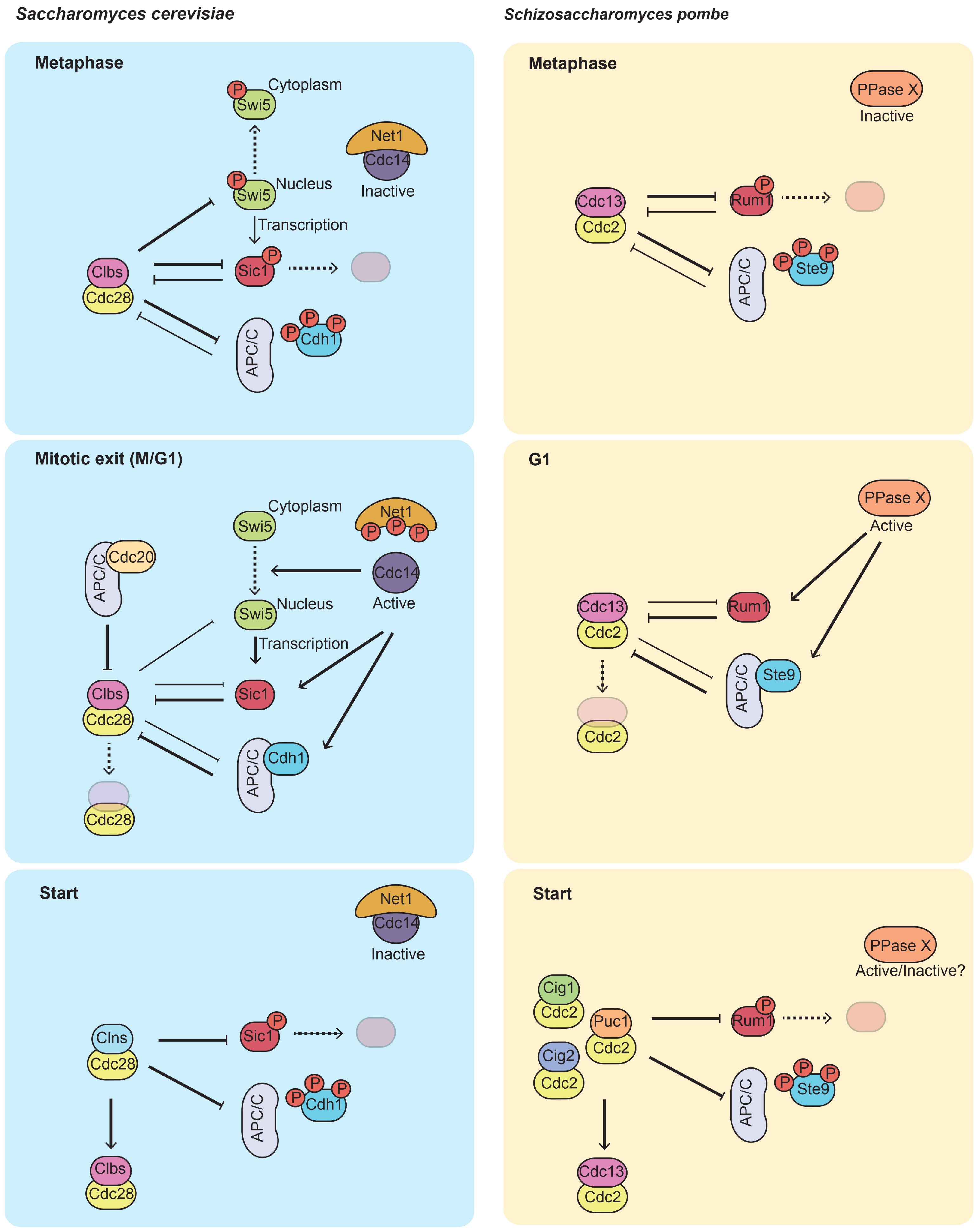 Ijms 21 00395 g001 Ijms 21 00395 g001
