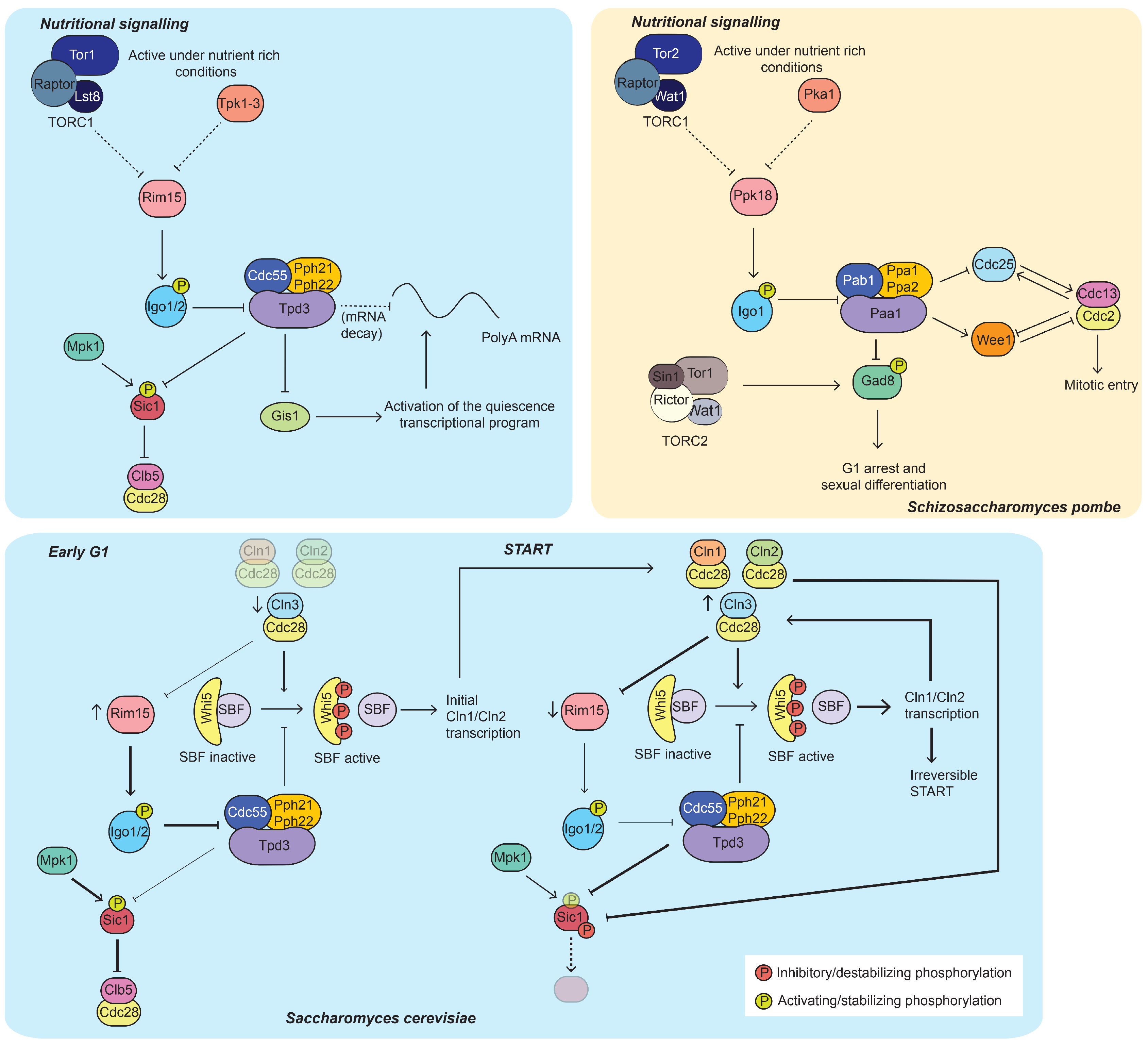 Ijms 21 00395 g002 Ijms 21 00395 g002