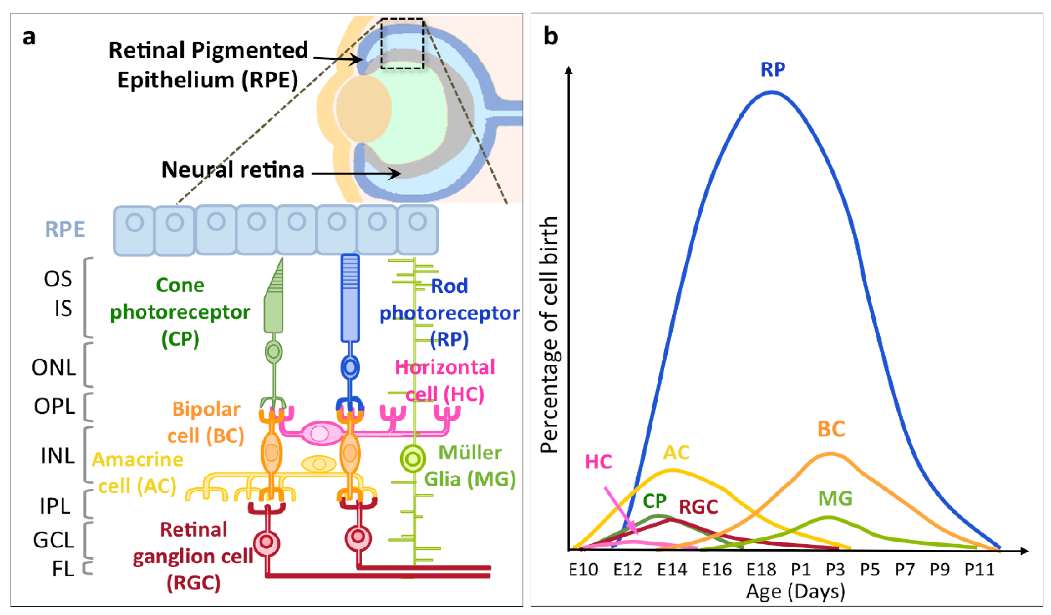 Ijms Free Full Text Neurogenesis And Specification Of Retinal Ganglion Cells Html