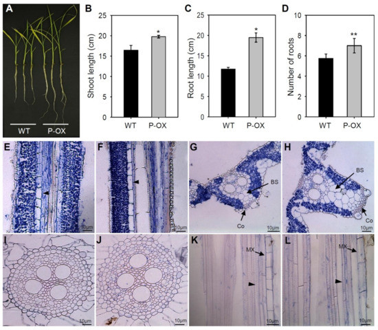 IJMS | Free Full-Text | Overexpression of Rice Expansin7 (Osexpa7 