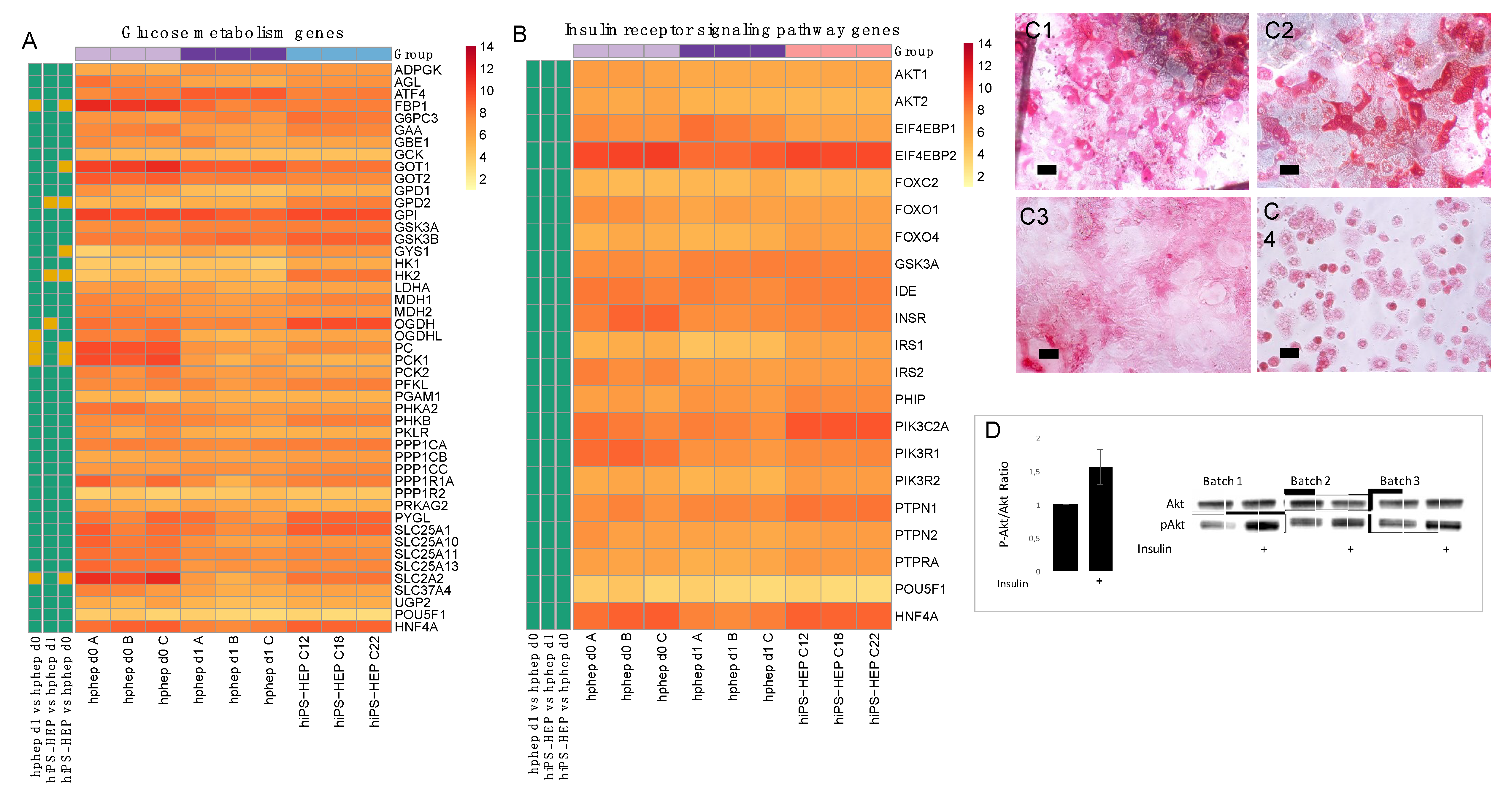 Ijms Free Full Text Characterization Of Human Induced Pluripotent