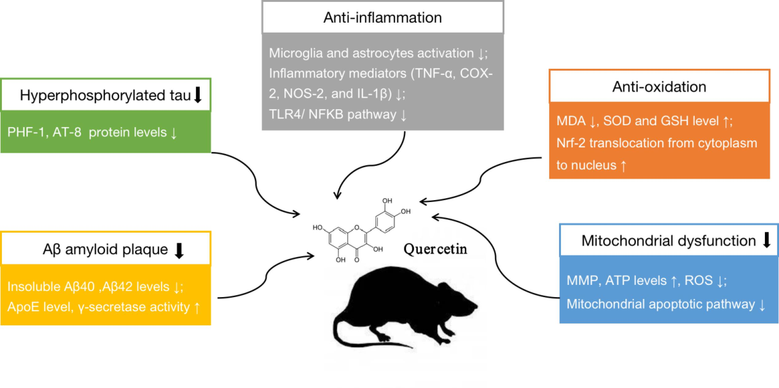 IJMS Free FullText Quercetin in Animal Models of Alzheimer’s