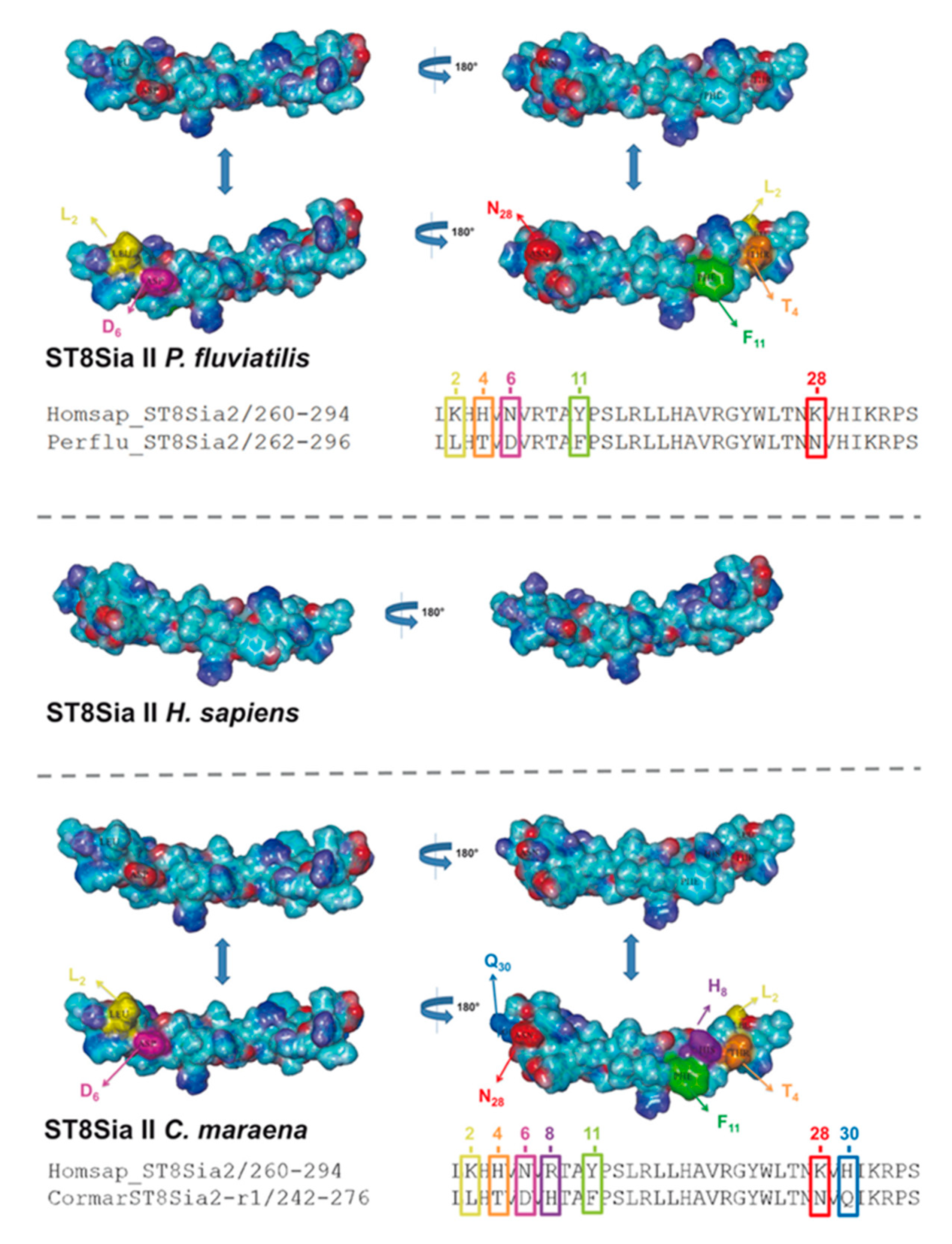 Ijms 21 00513 g008 Ijms 21 00513 g008