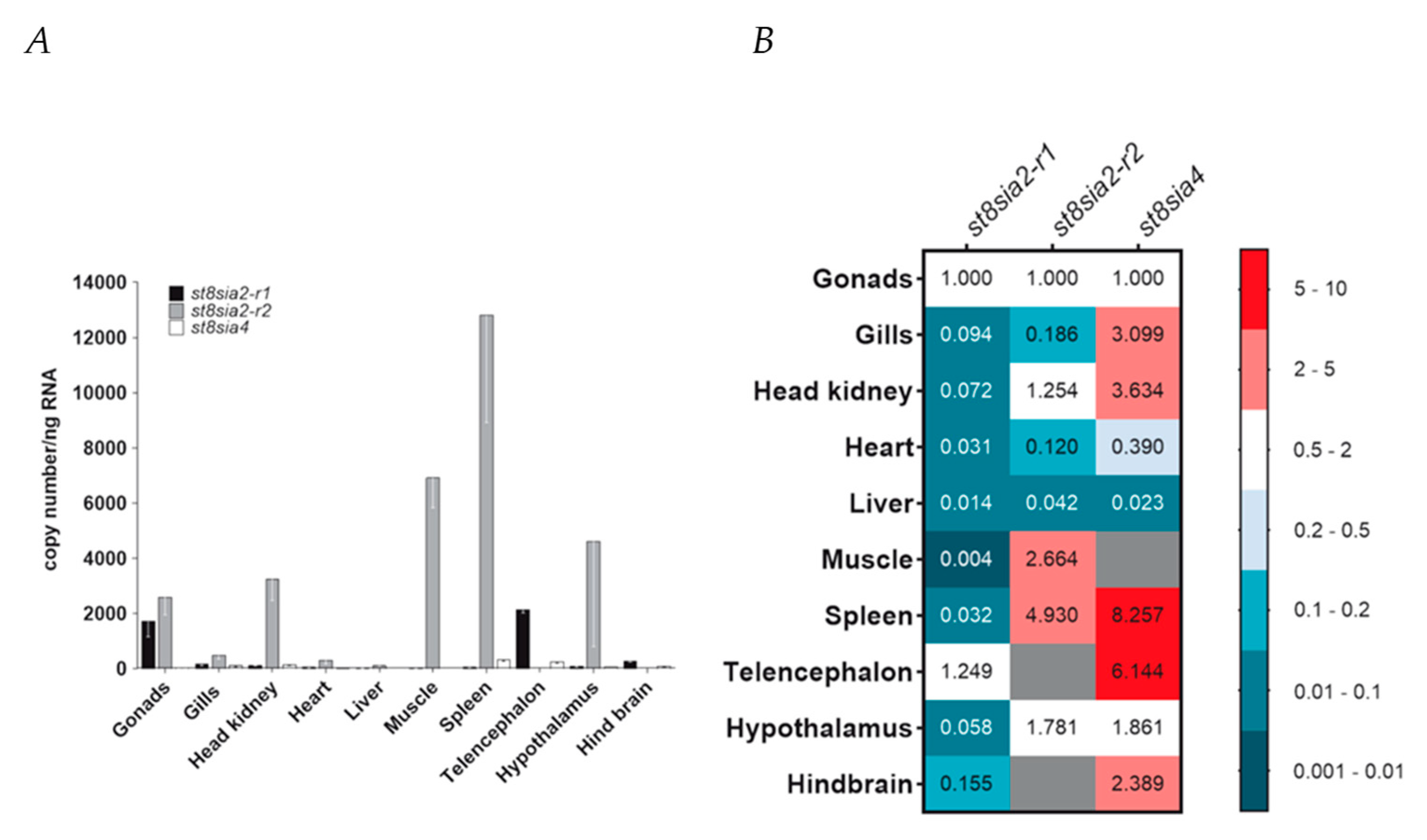 Ijms Free Full Text Vertebrate Alpha2 8 Sialyltransferases St8sia A Teleost Perspective Html