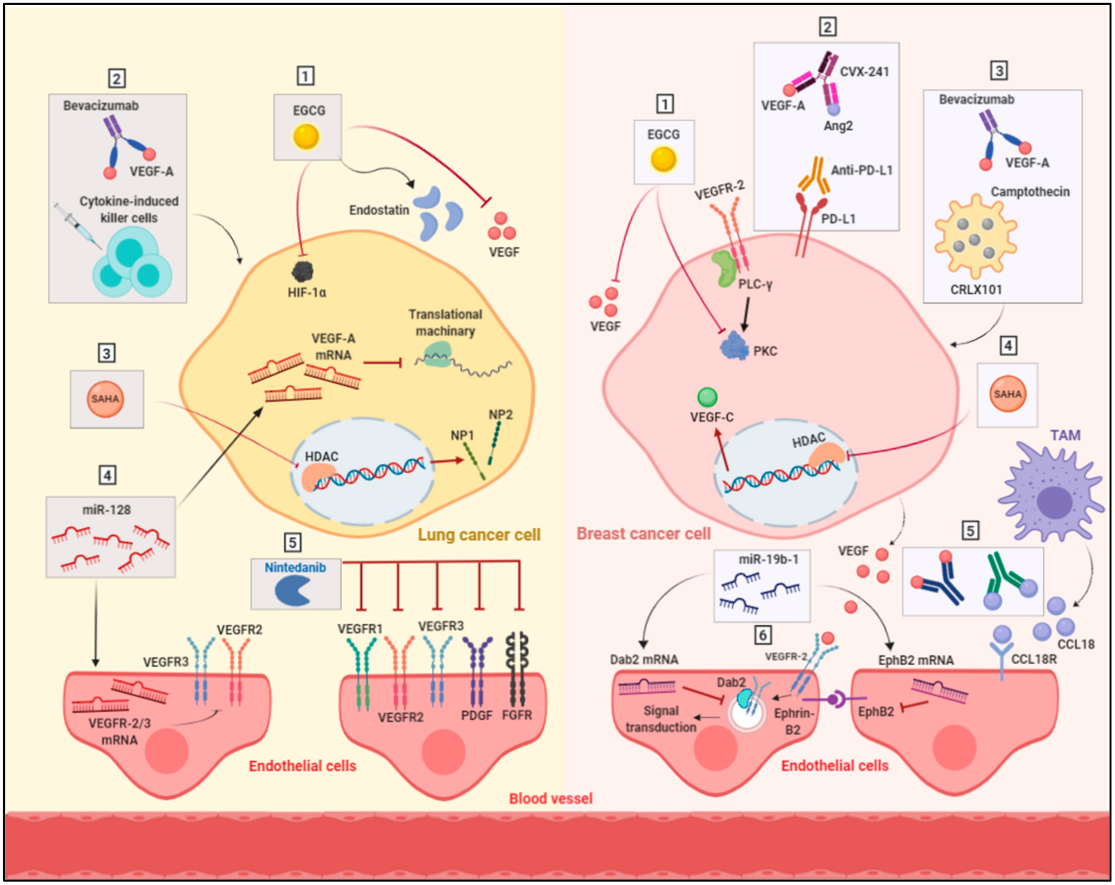IJMS | Free Full-Text | Potential Therapeutic Strategies for Lung and ...