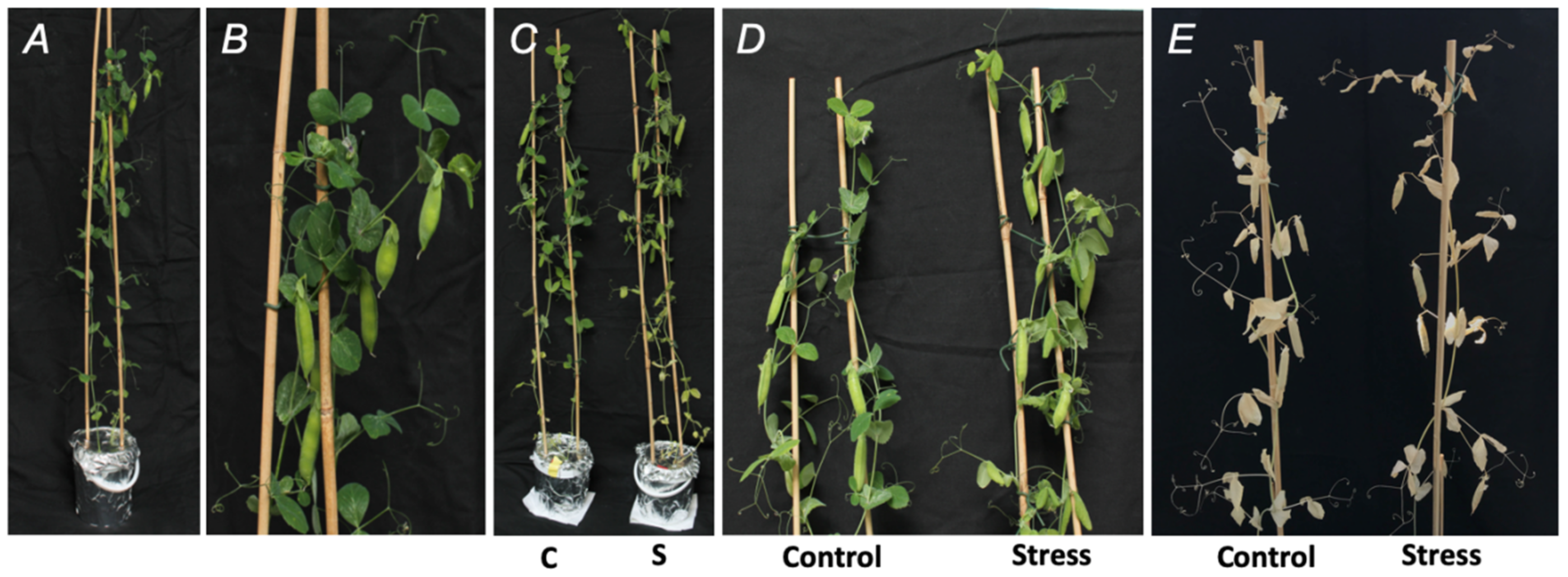 Ijms 21 00567 g002 Ijms 21 00567 g002