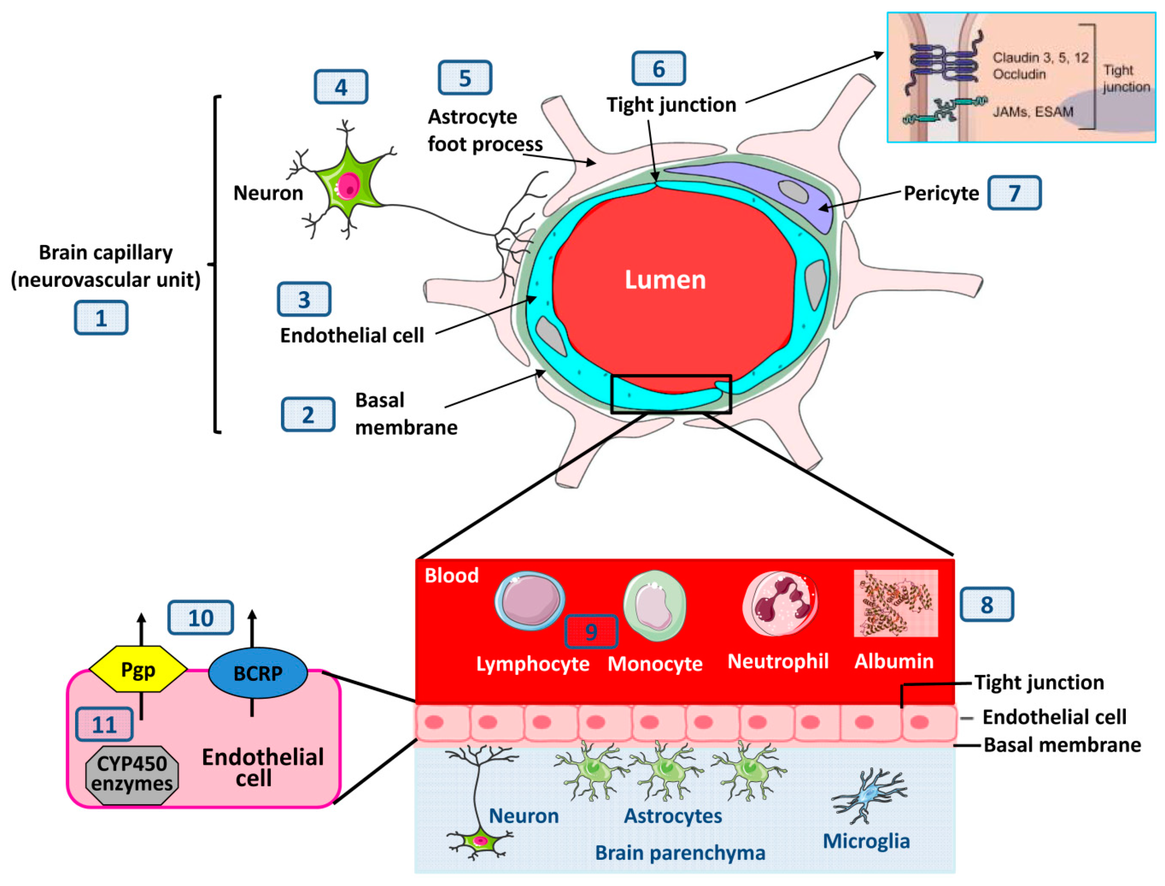 IJMS | Free Full-Text | Structural, Molecular, and Functional Alterations  of the Blood-Brain Barrier during Epileptogenesis and Epilepsy: A Cause,  Consequence, or Both?