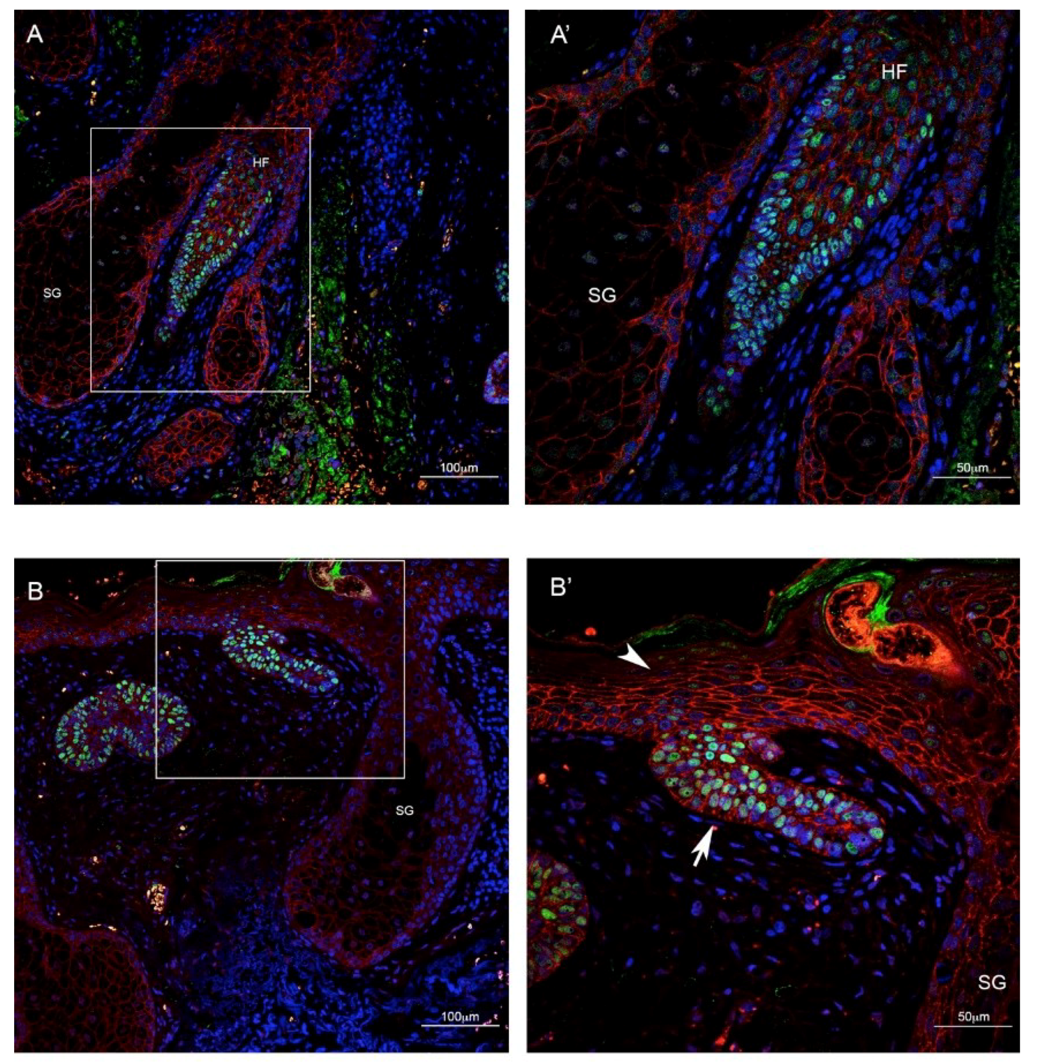 Ijms 21 00607 g001 Ijms 21 00607 g001