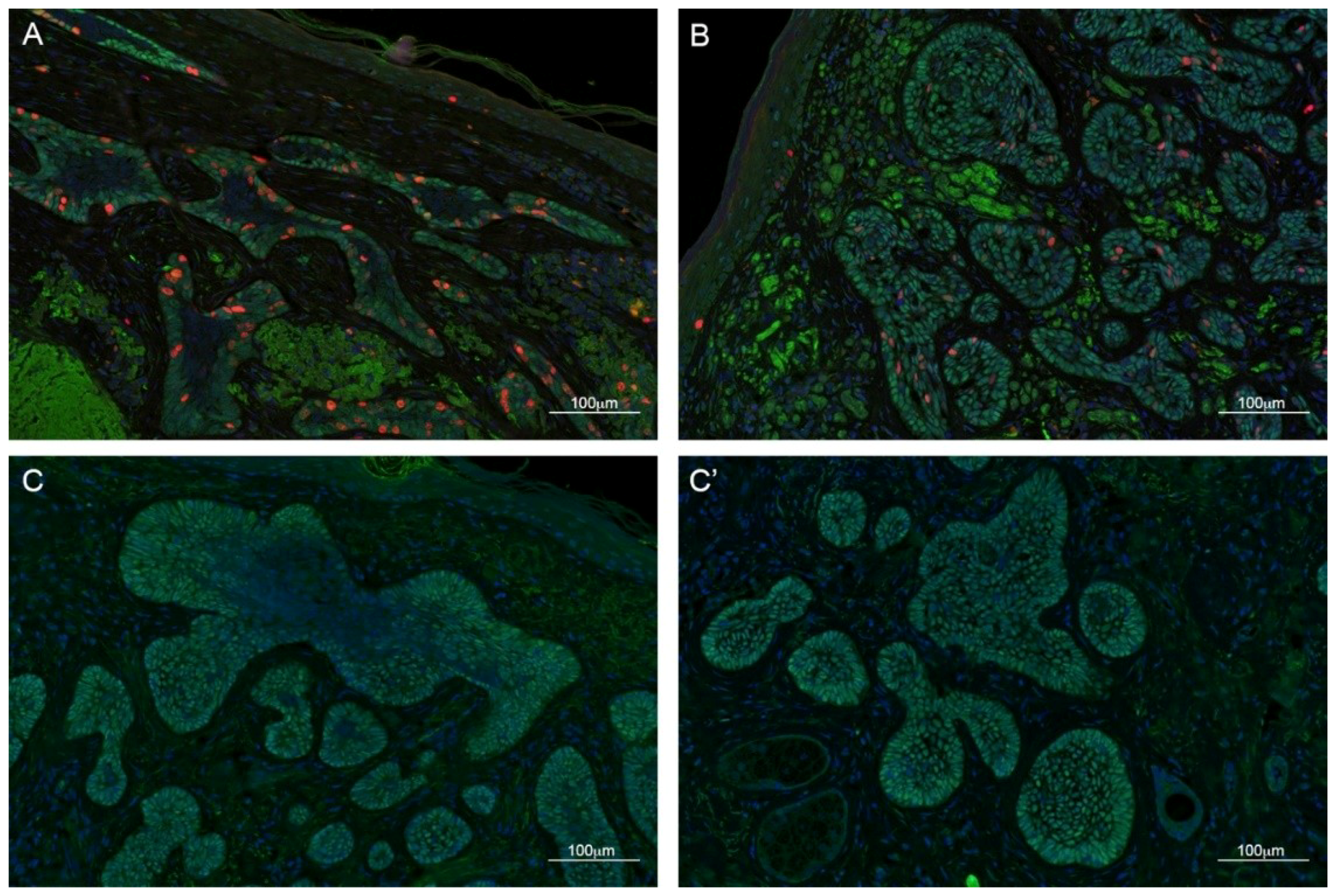 Ijms 21 00607 g003 Ijms 21 00607 g003