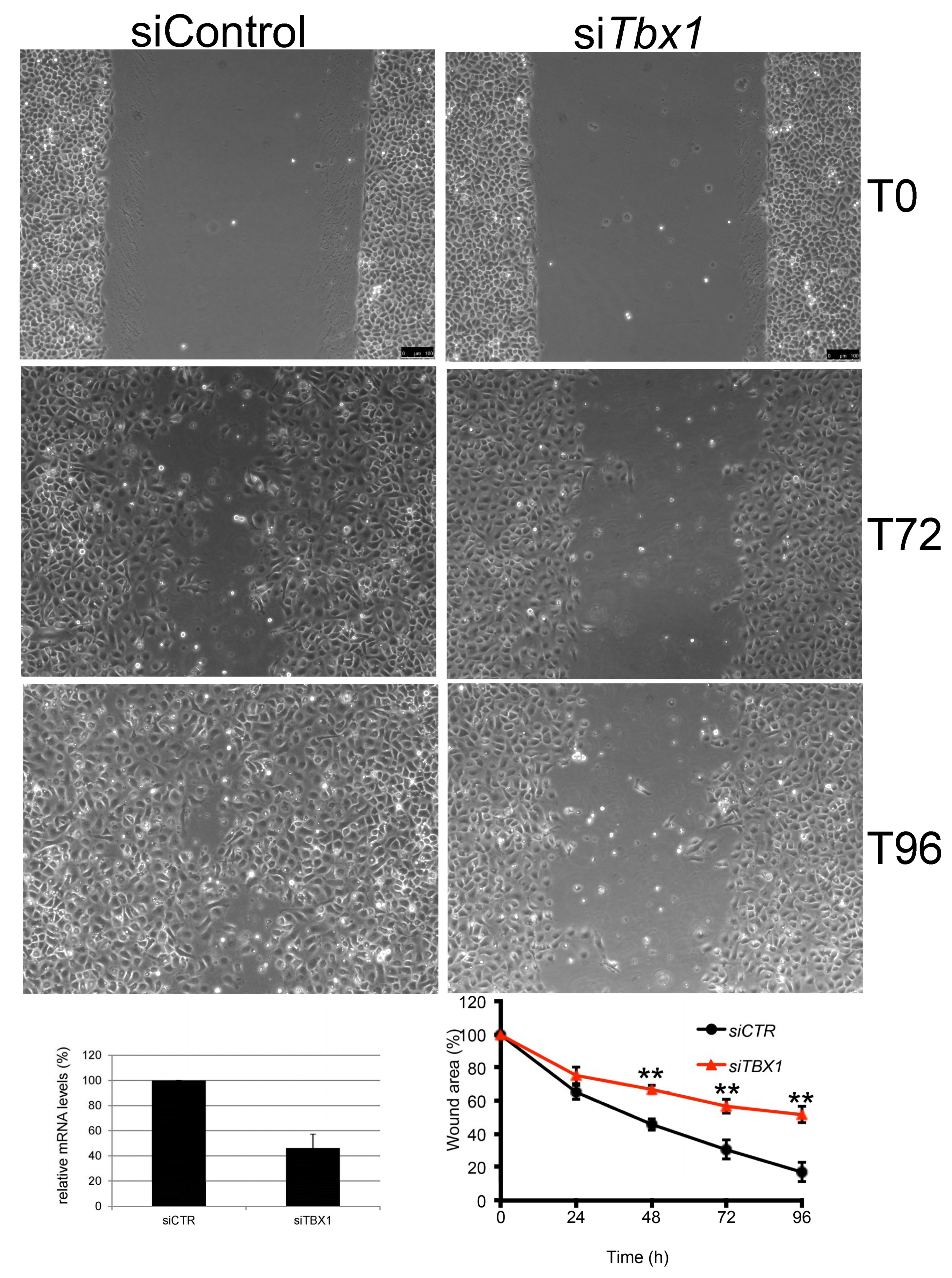 Ijms 21 00607 g005 Ijms 21 00607 g005
