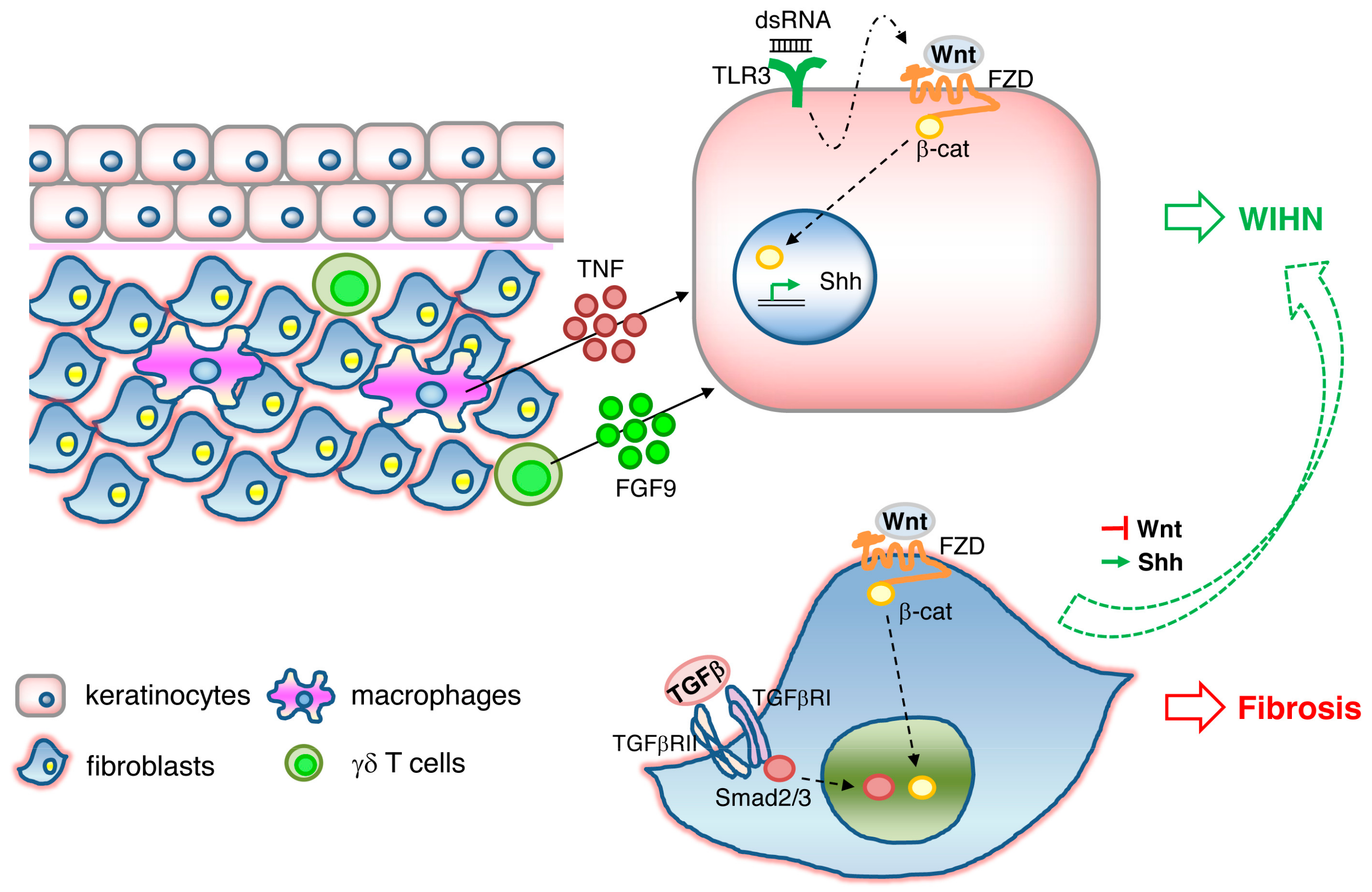 Frontiers  Fibrocytes: A Critical Review and Practical Guide