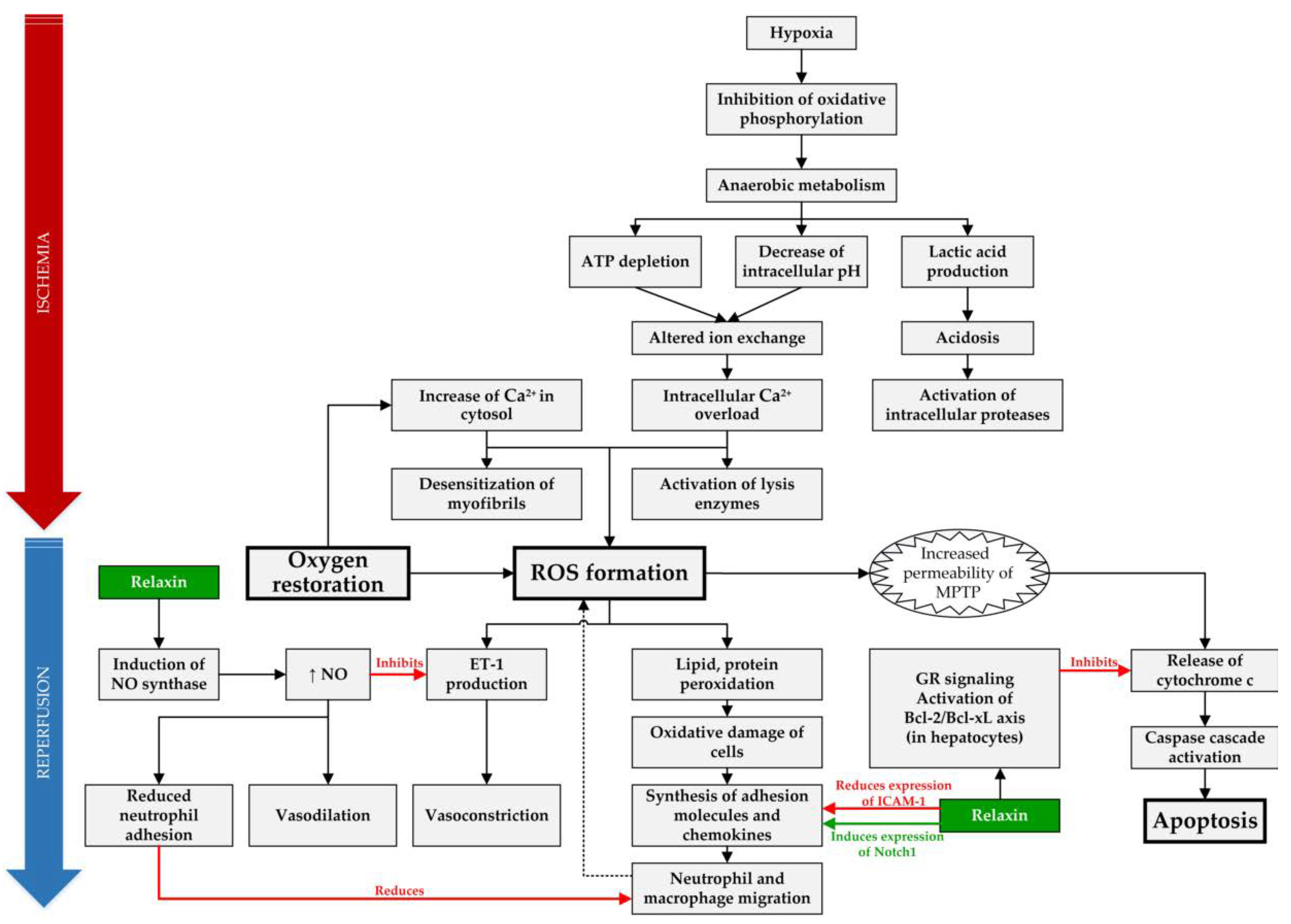 IJMS Free Full Text Relaxin Positively Influences Ischemia