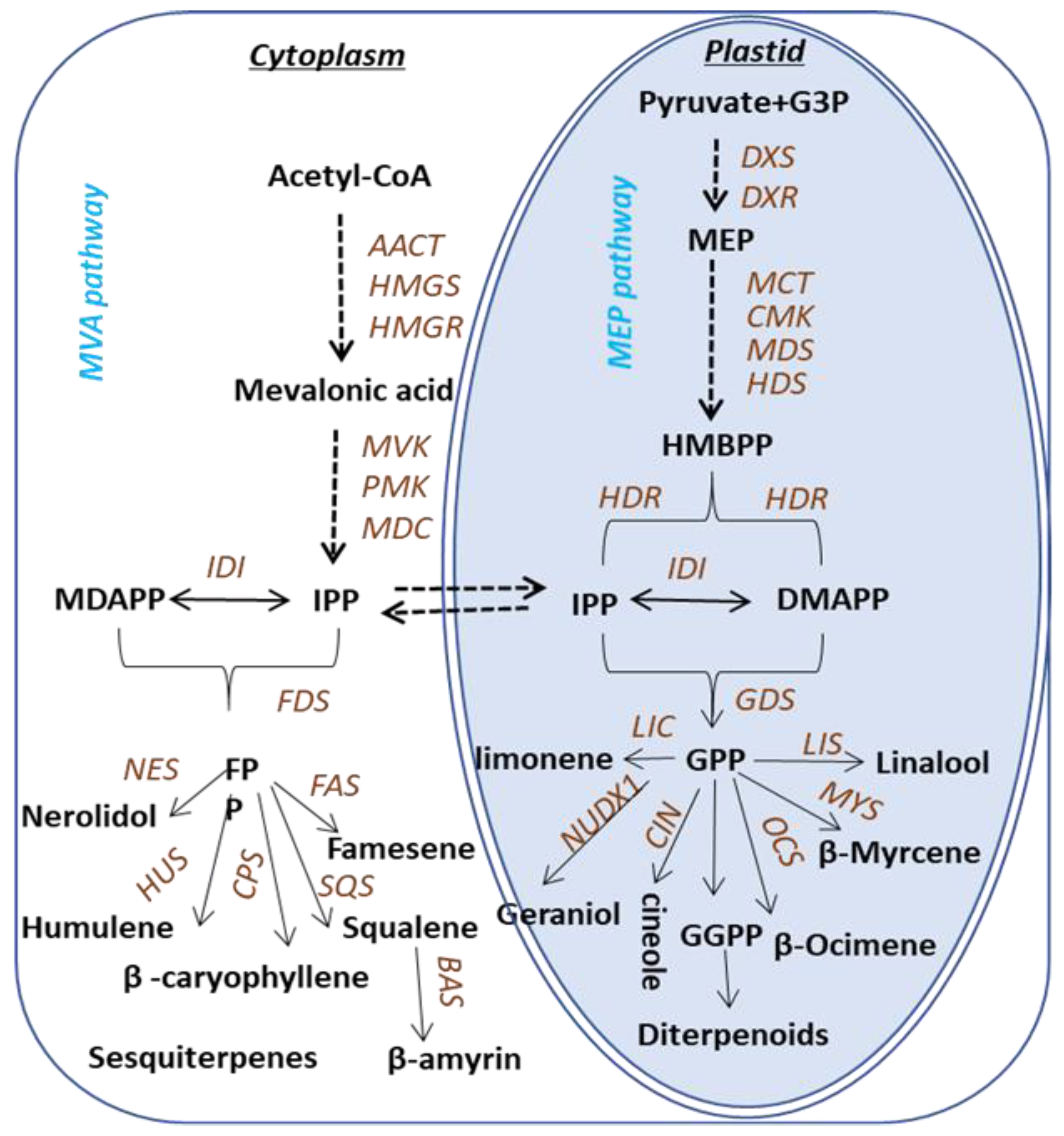 Ijms Free Full Text Scenarios Of Genes To Terpenoids Network Led To The Identification Of A 