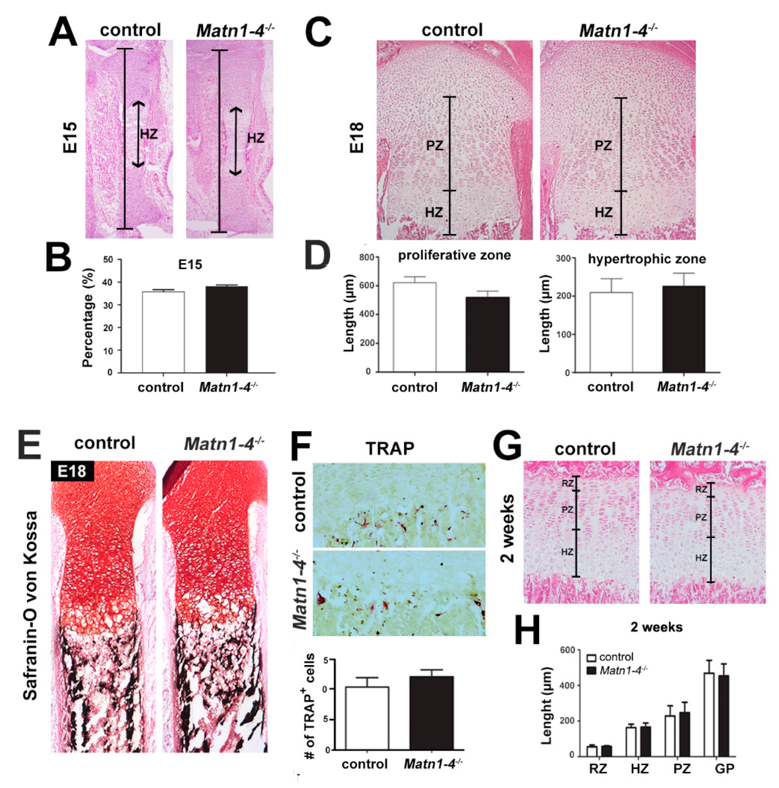 Ijms 21 00666 g003 Ijms 21 00666 g003
