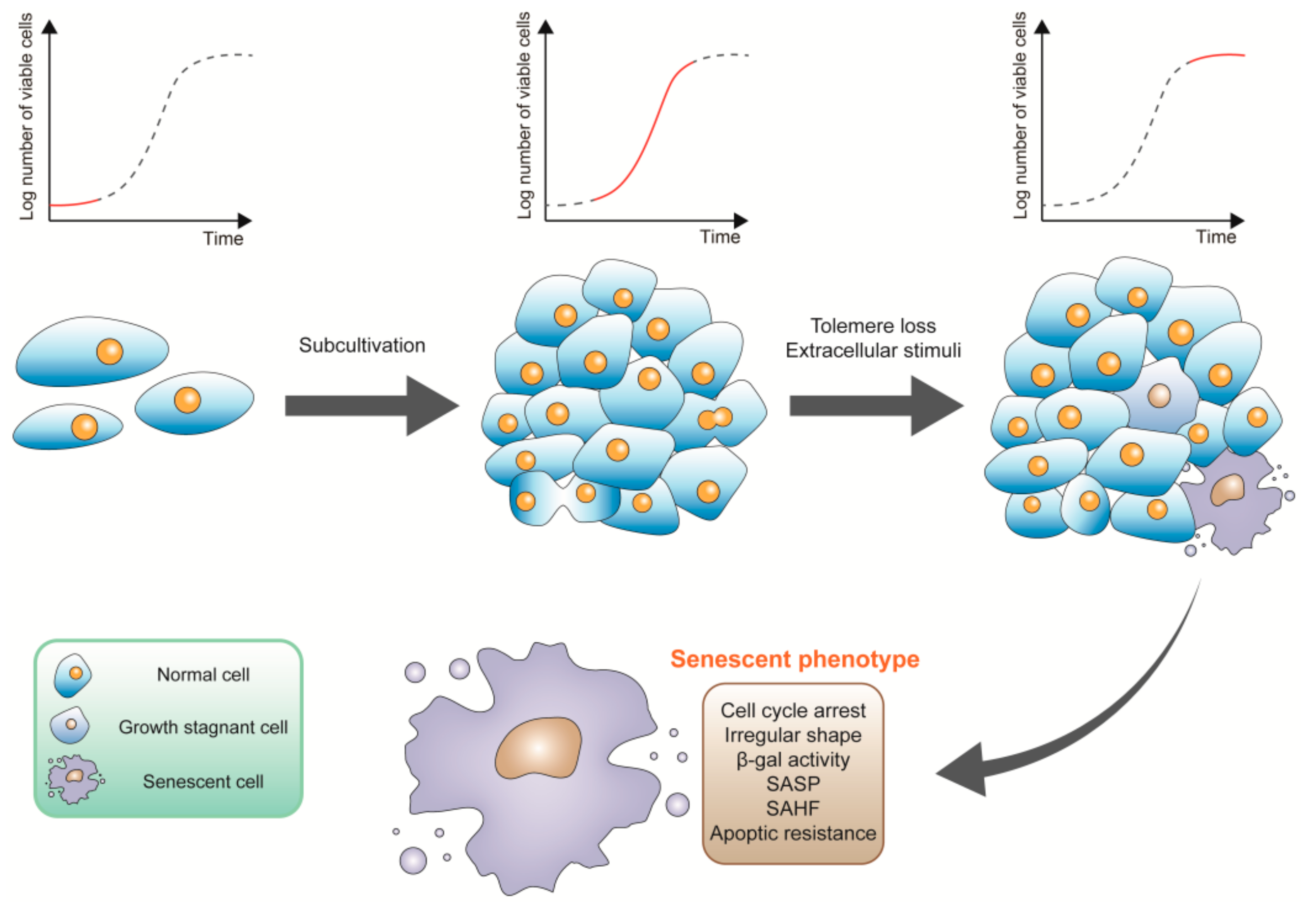 Процесс 50. Senescence associated secretory phenotype. SASP. Cell growth. Биомаркеры пыльцы.