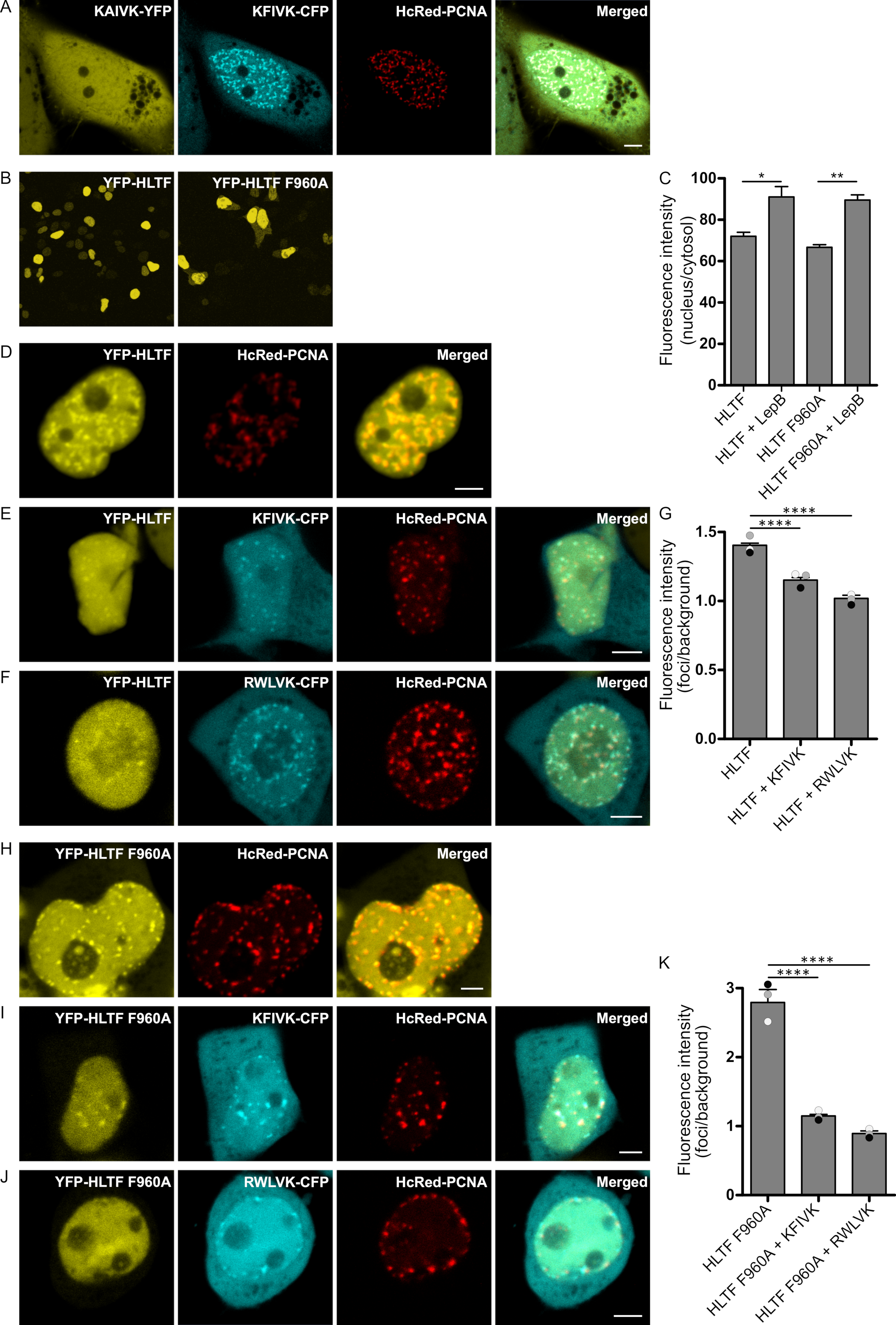 IJMS Free Full Text Helicase Like Transcription Factor HLTF