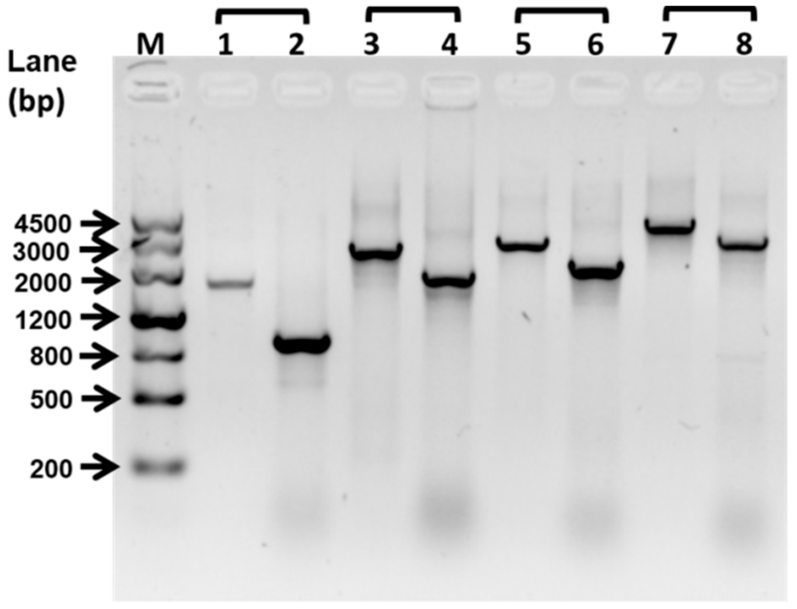 Ijms 21 00710 g001 Ijms 21 00710 g001