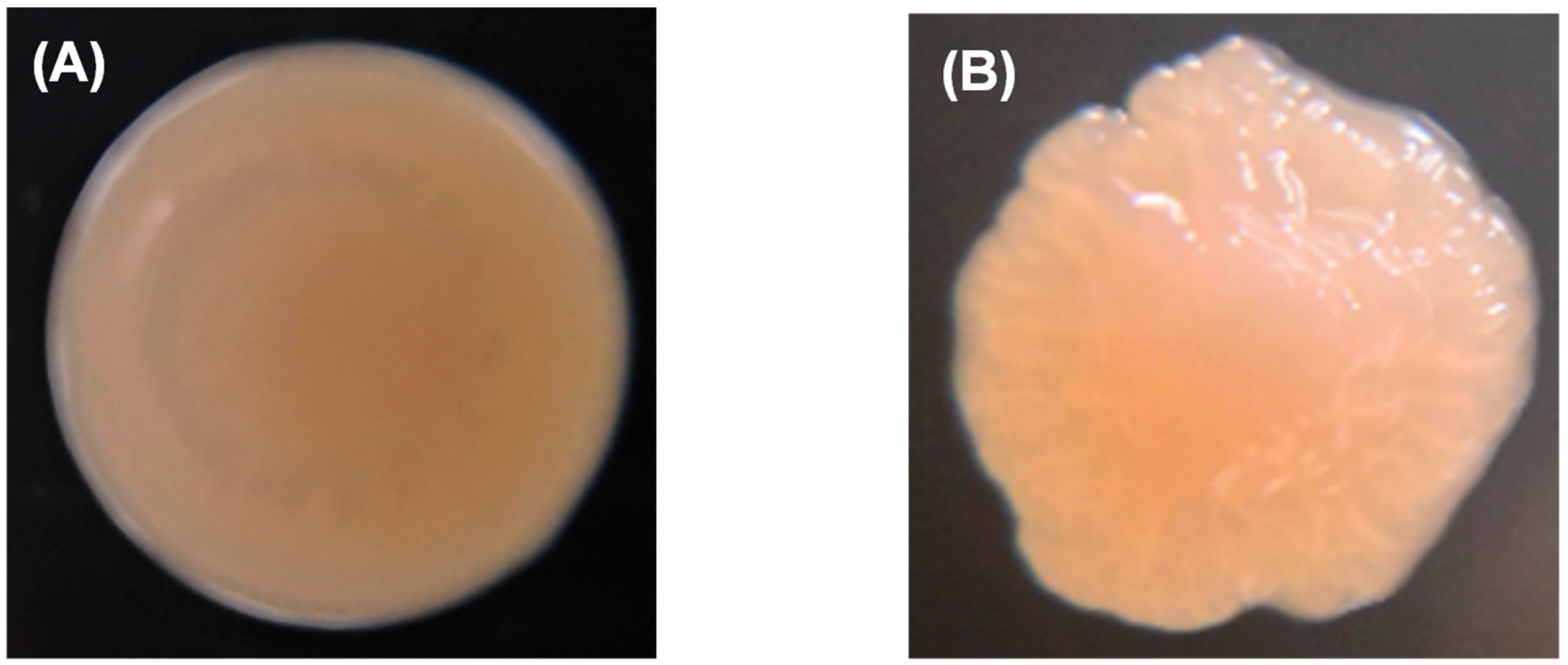 Ijms 21 00710 g003a Ijms 21 00710 g003a