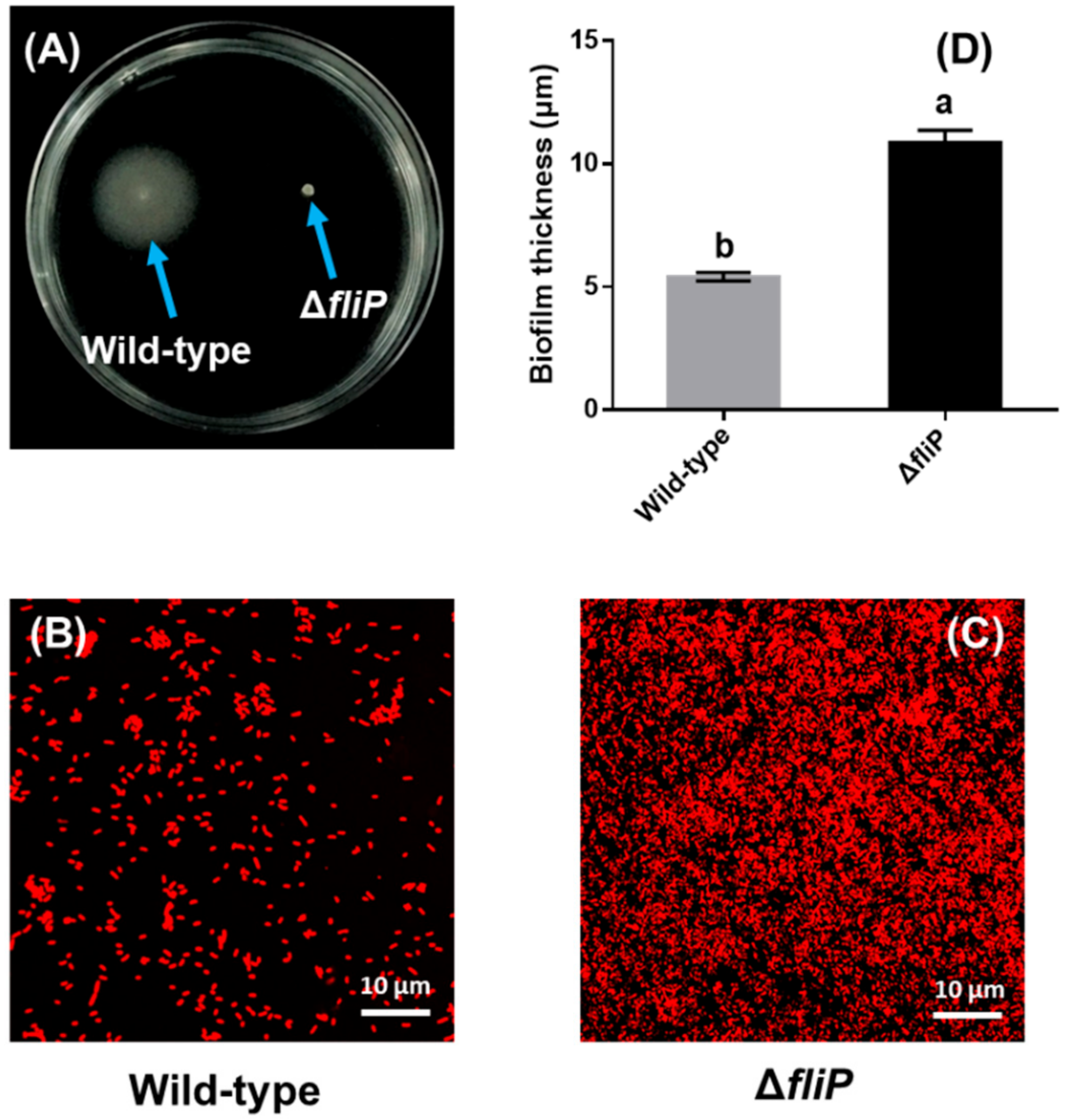 Ijms 21 00710 g004 Ijms 21 00710 g004