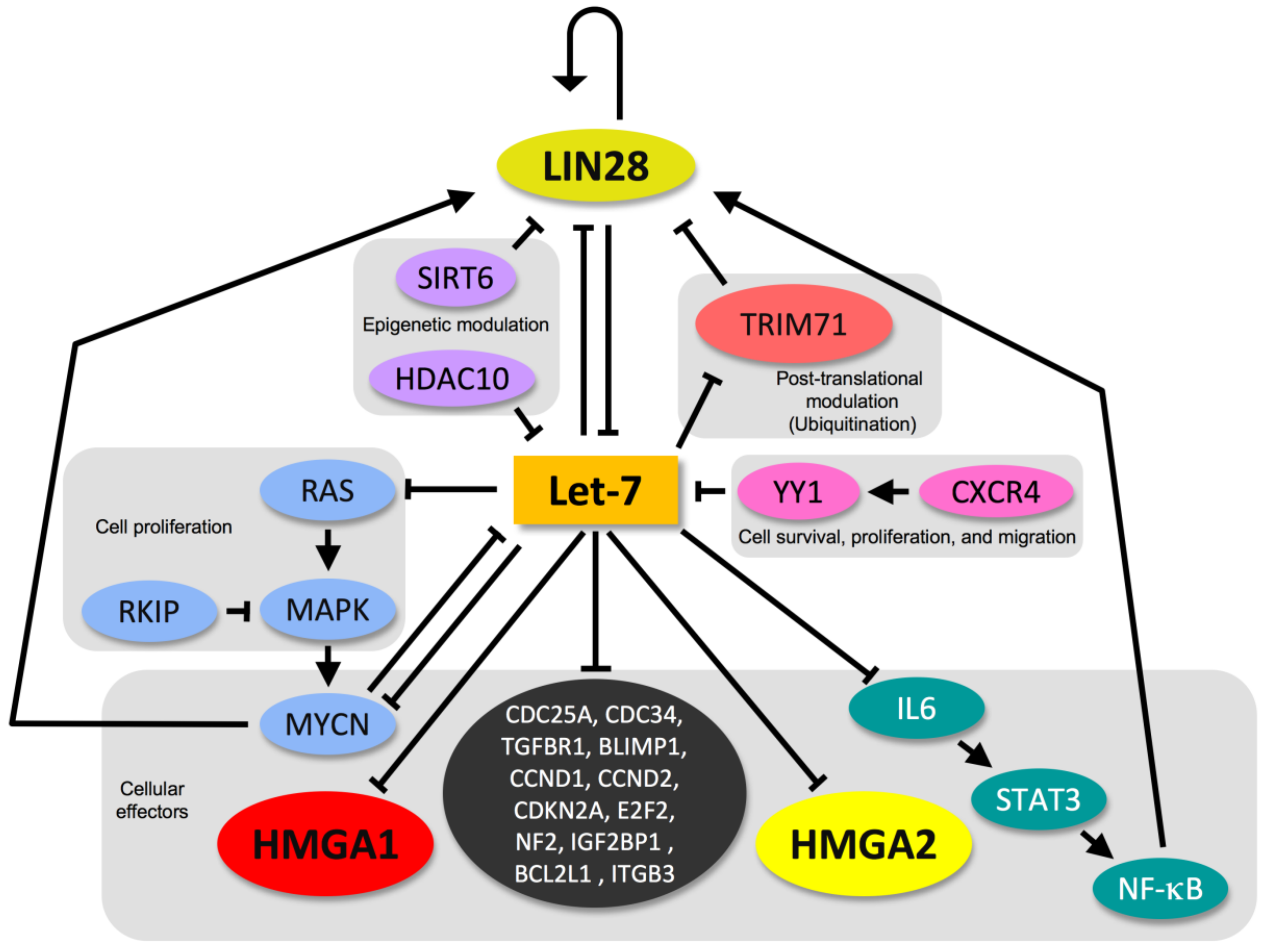 IJMS | Free Full-Text | High Mobility Group A (HMGA): Chromatin 