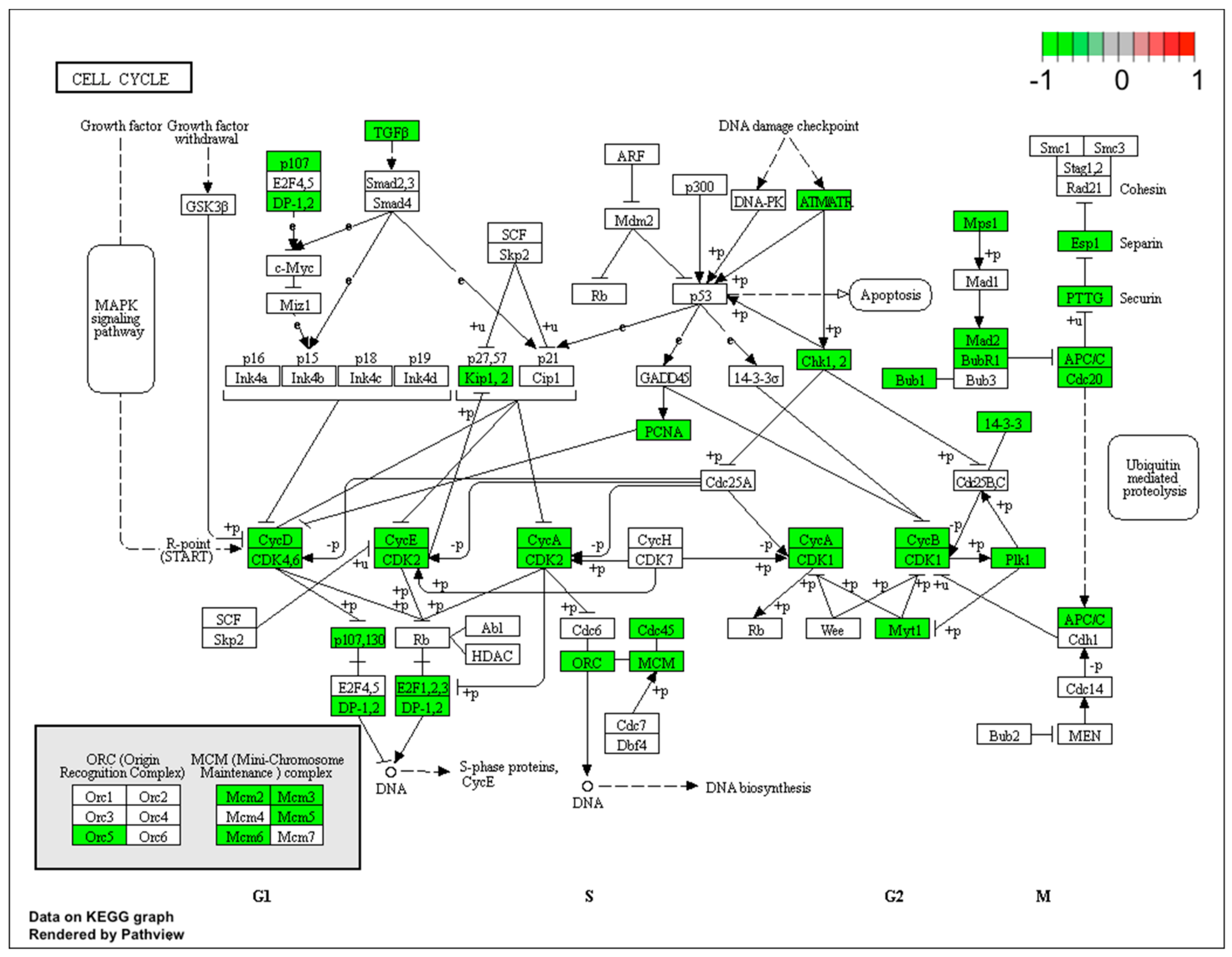 Ijms 21 00751 g005 Ijms 21 00751 g005