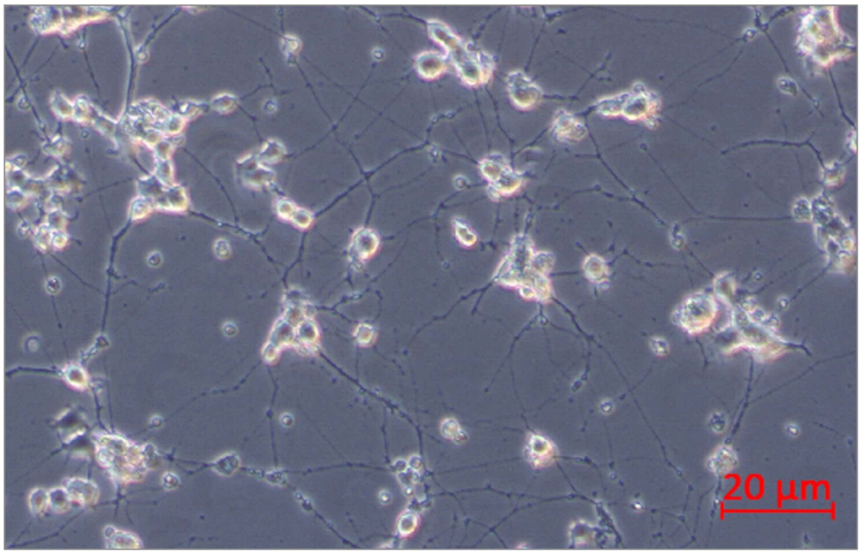 Ijms 21 00751 g013 Ijms 21 00751 g013