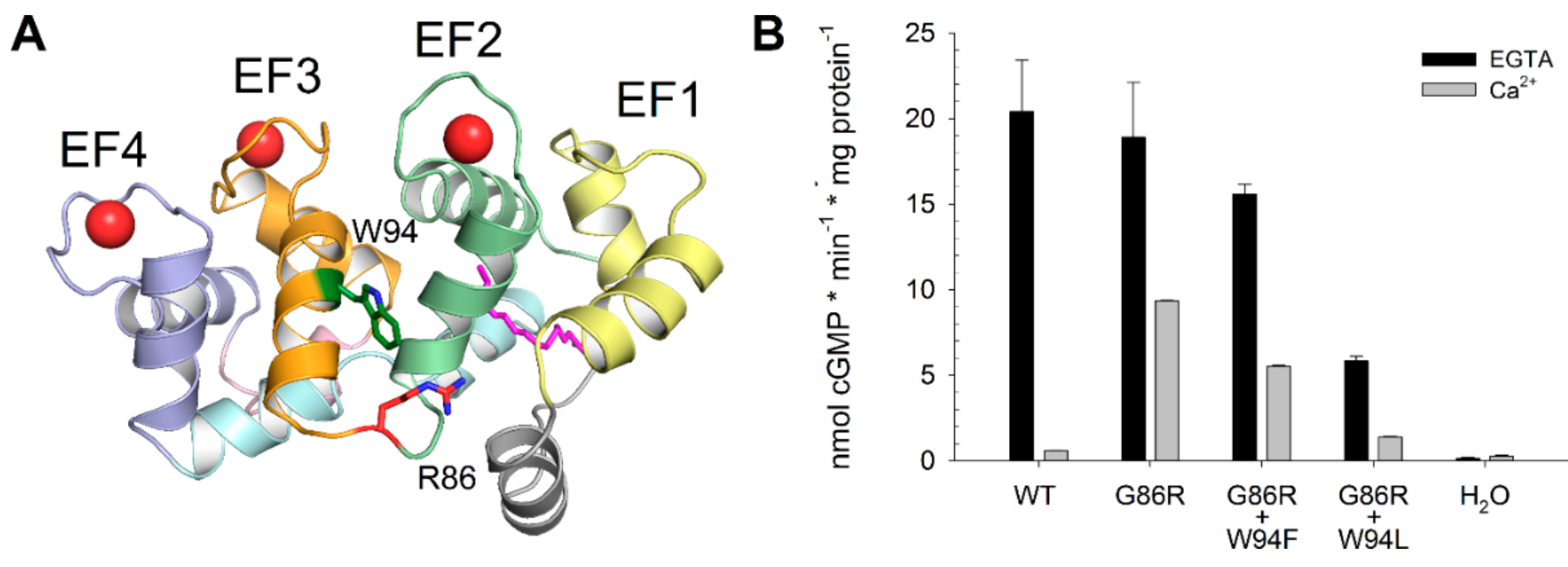 Ijms Free Full Text Constitutive Activation Of Guanylate Cyclase By The G86r Gcap1 Variant Is Due To Locking Cation P Interactions That Impair The Activator To Inhibitor Structural Transition Html