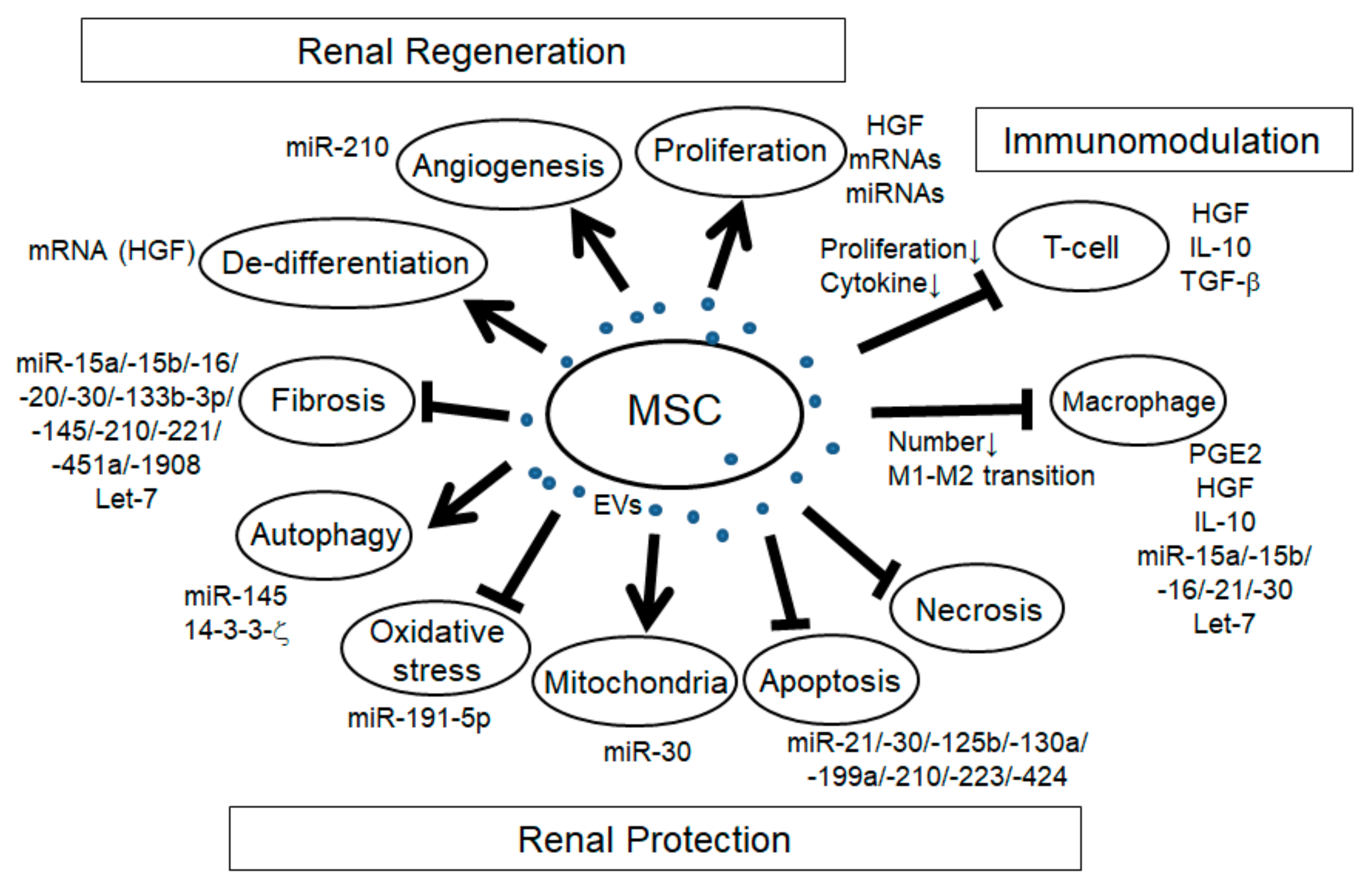 Ijms 21 00756 g001 Ijms 21 00756 g001