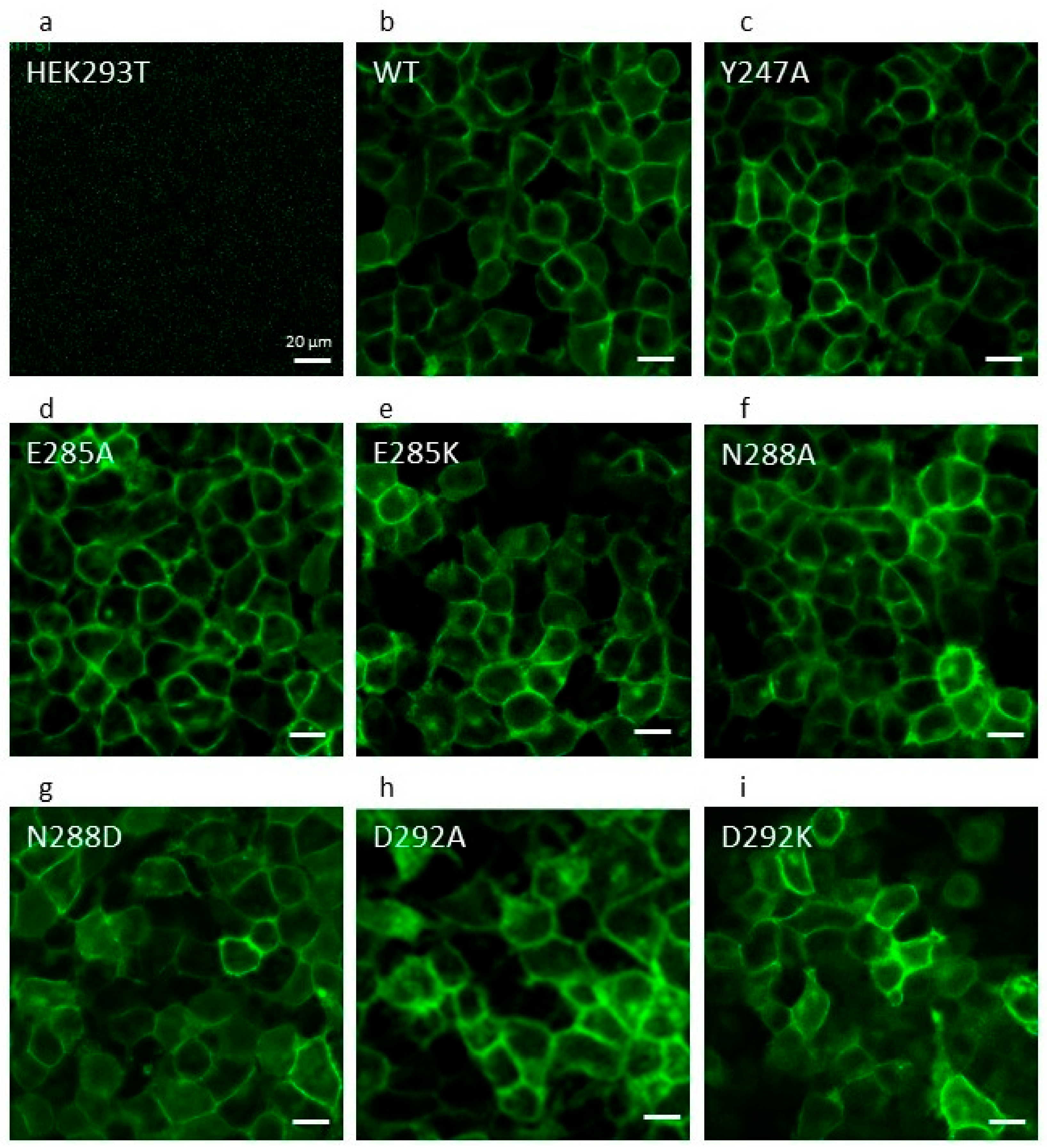 Ijms 21 00759 g002 Ijms 21 00759 g002