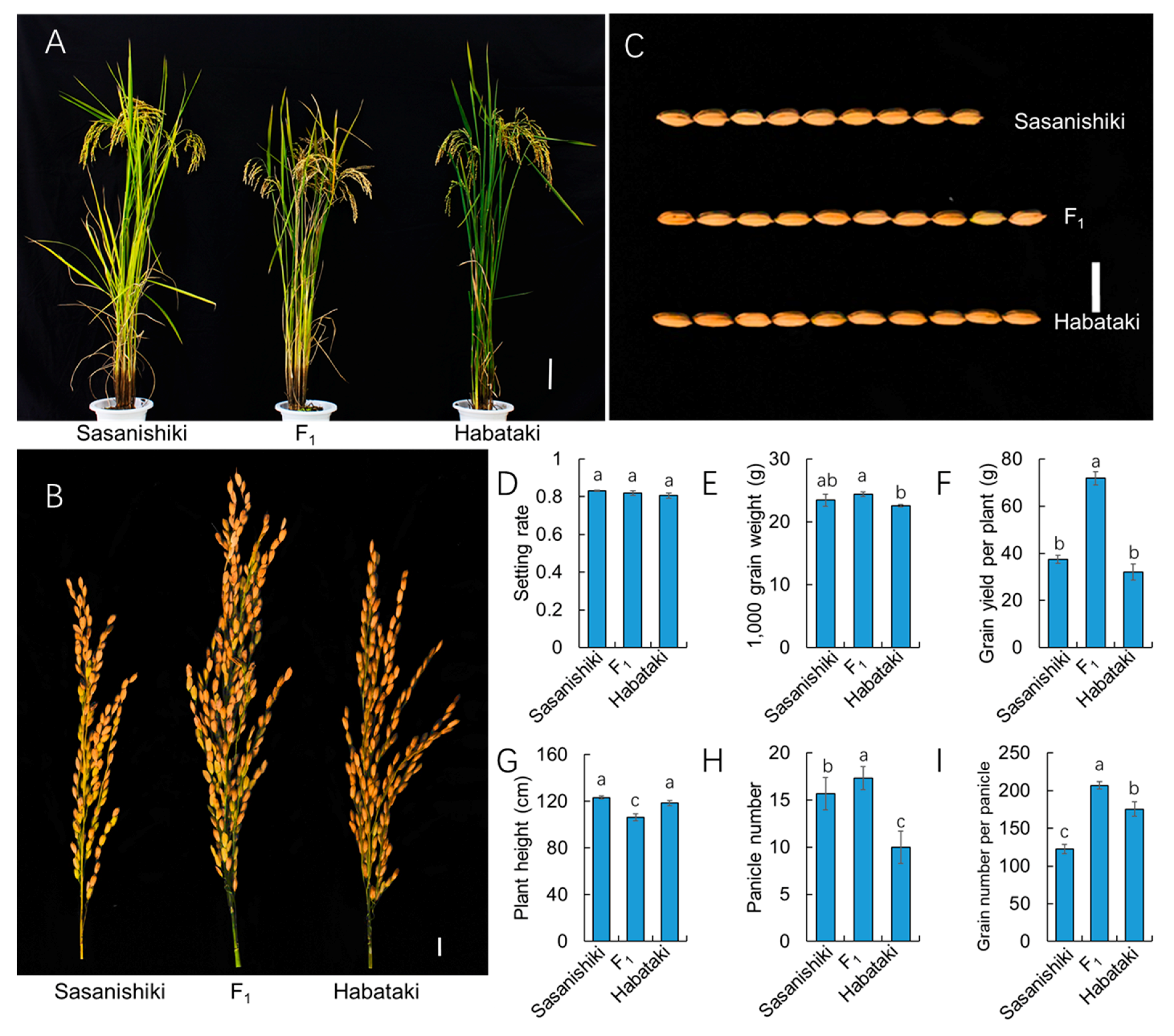 Ijms 21 00780 g002 Ijms 21 00780 g002