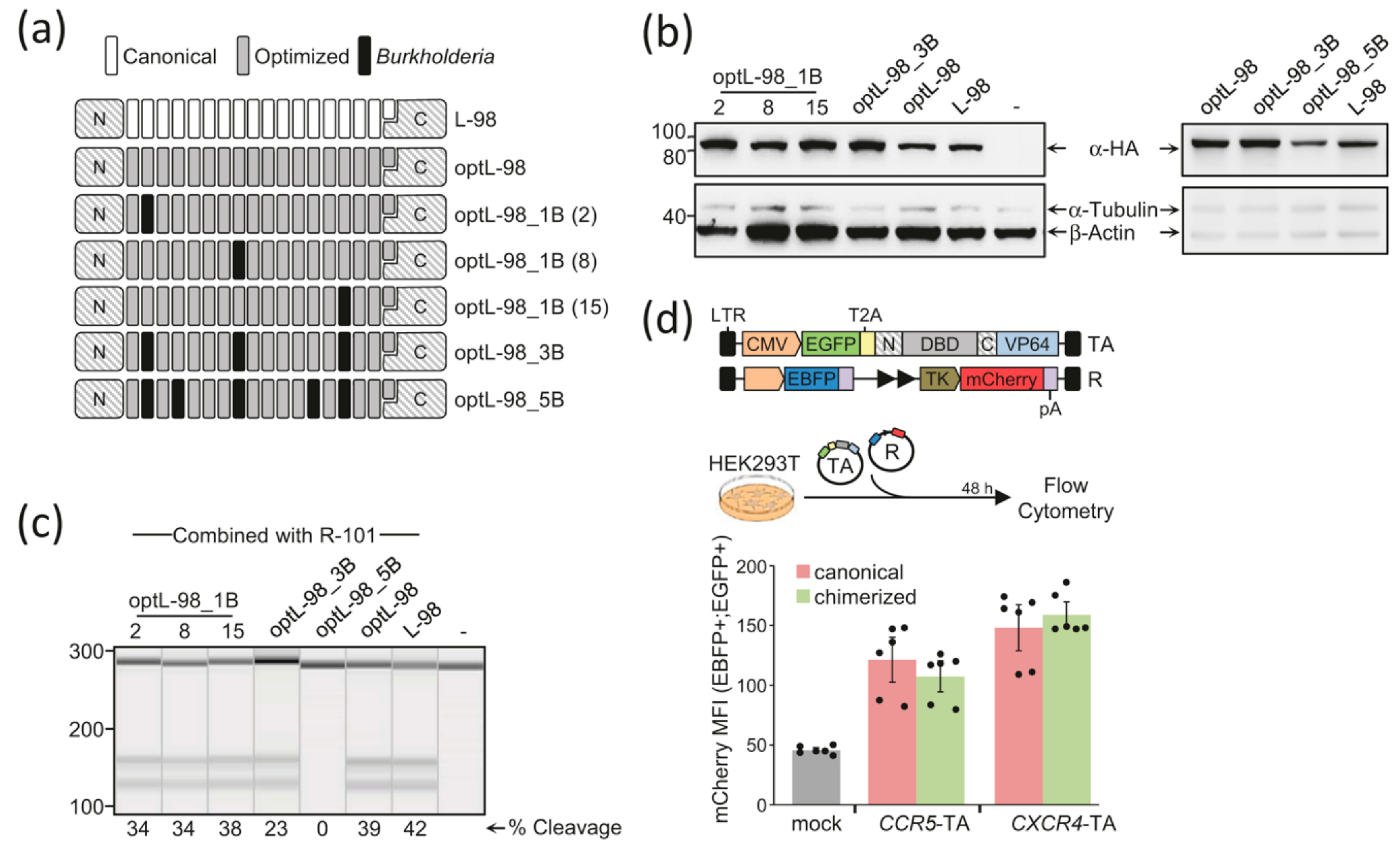 Ijms Free Full Text Chimerization Enables Gene Synthesis And Lentiviral Delivery Of Customizable Tale Based Effectors Html