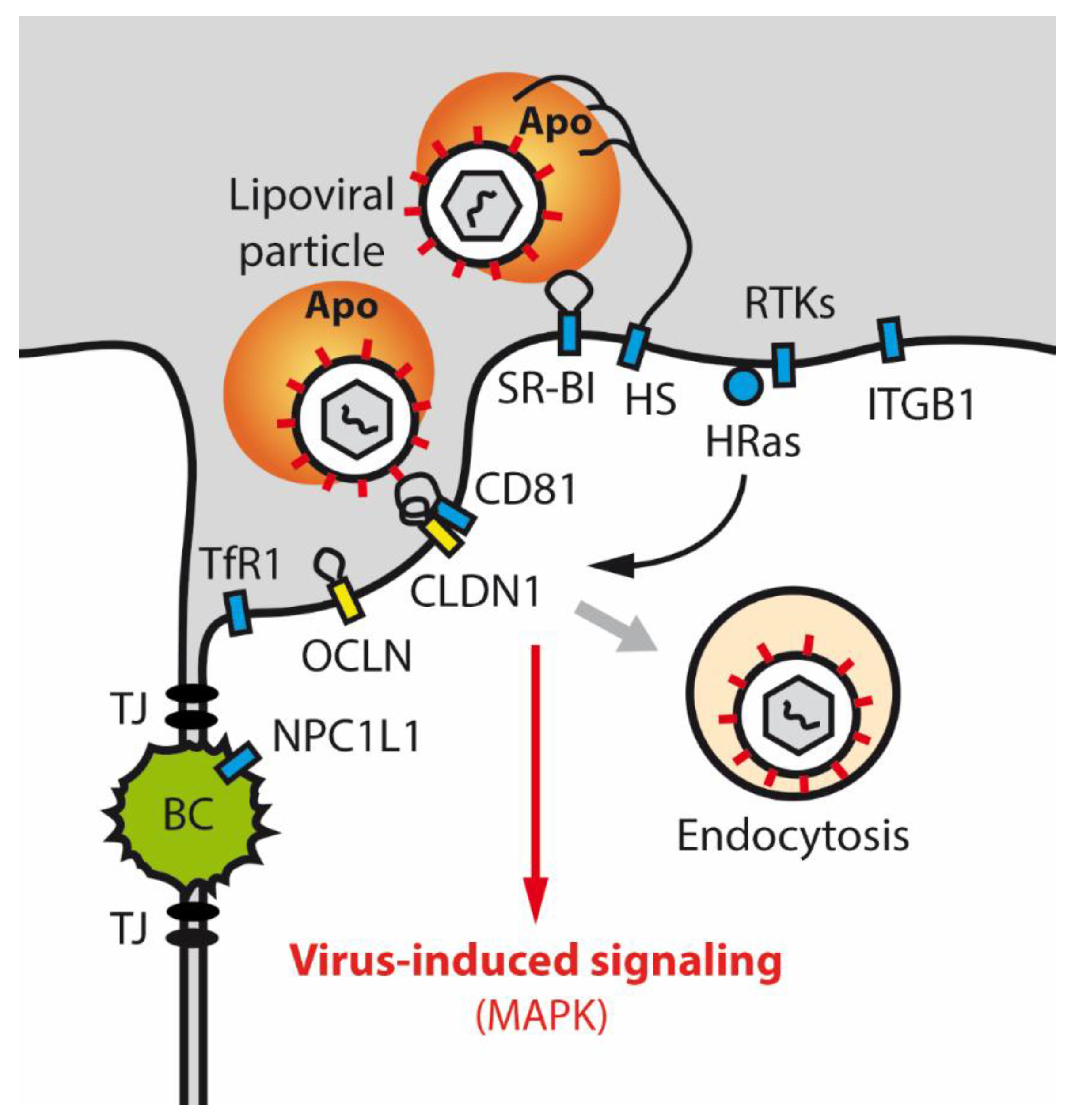 IJMS | Free Full-Text | Tight Junction Proteins And The Biology Of ...