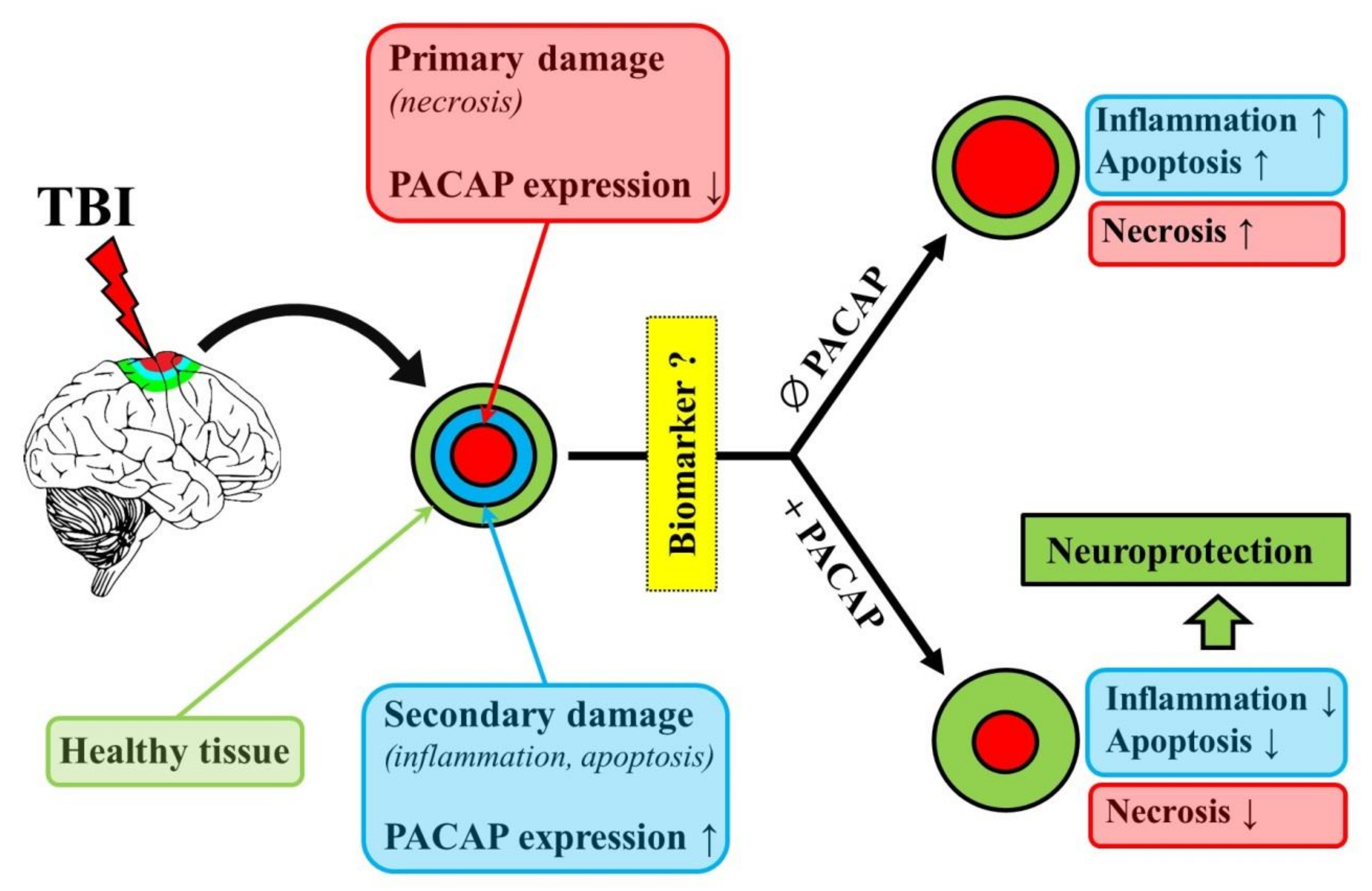 Neuroprotective effects of red light - Research, University of York