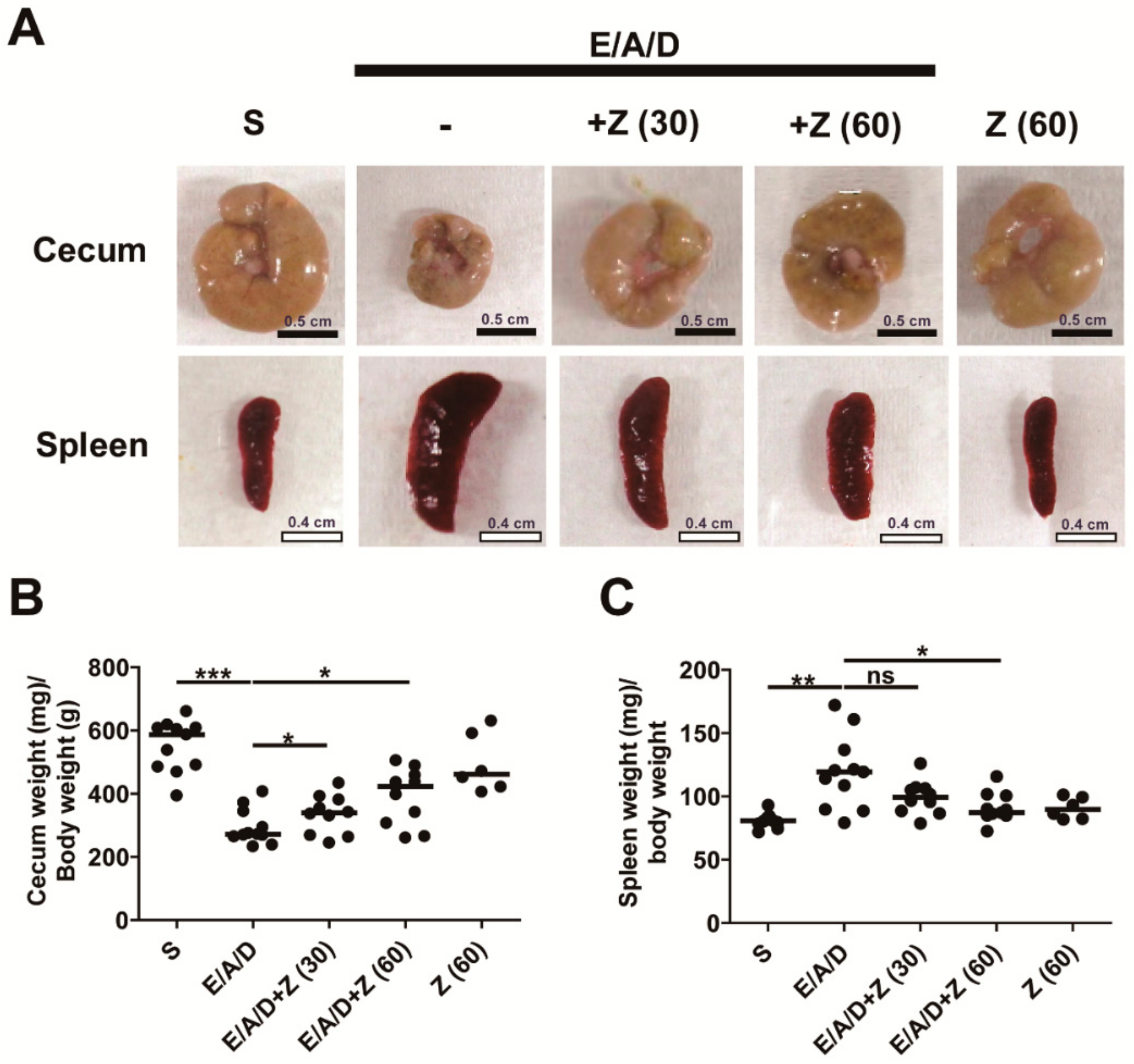 Ijms Free Full Text Protective Effects Of Zerumbone On Colonic Tumorigenesis In Enterotoxigenic Bacteroides Fragilis Etbf Colonized Aom Dss Balb C Mice Html