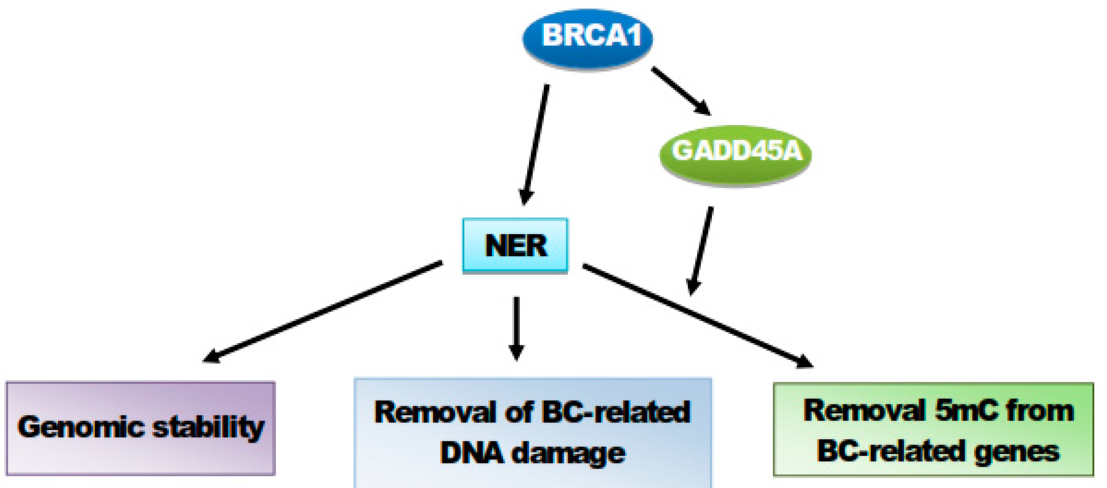 Ijms Free Full Text Interplay Between Brca1 And Gadd45a And Its Potential For Nucleotide Excision Repair In Breast Cancer Pathogenesis Html