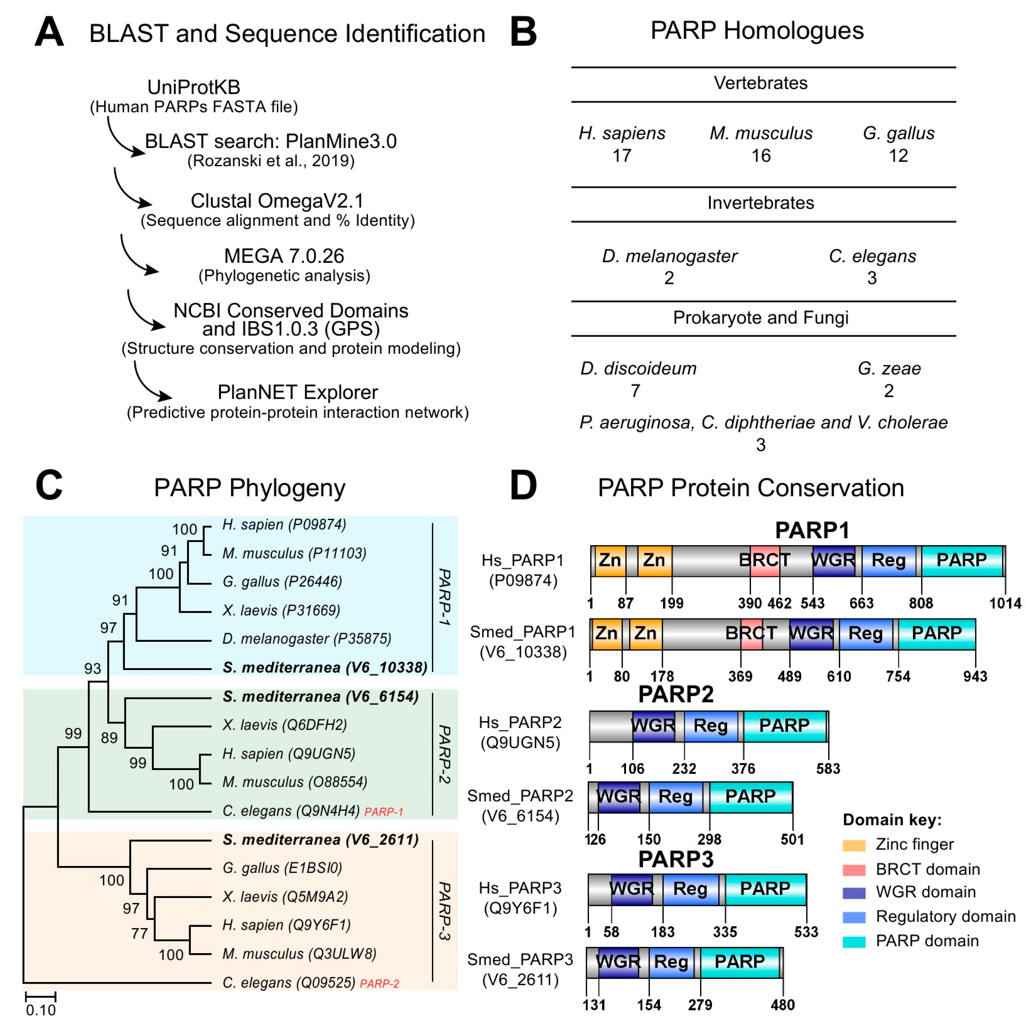 Ijms Free Full Text Poly Adp Ribose Polymerase 3 Regulates Regeneration In Planarians Html
