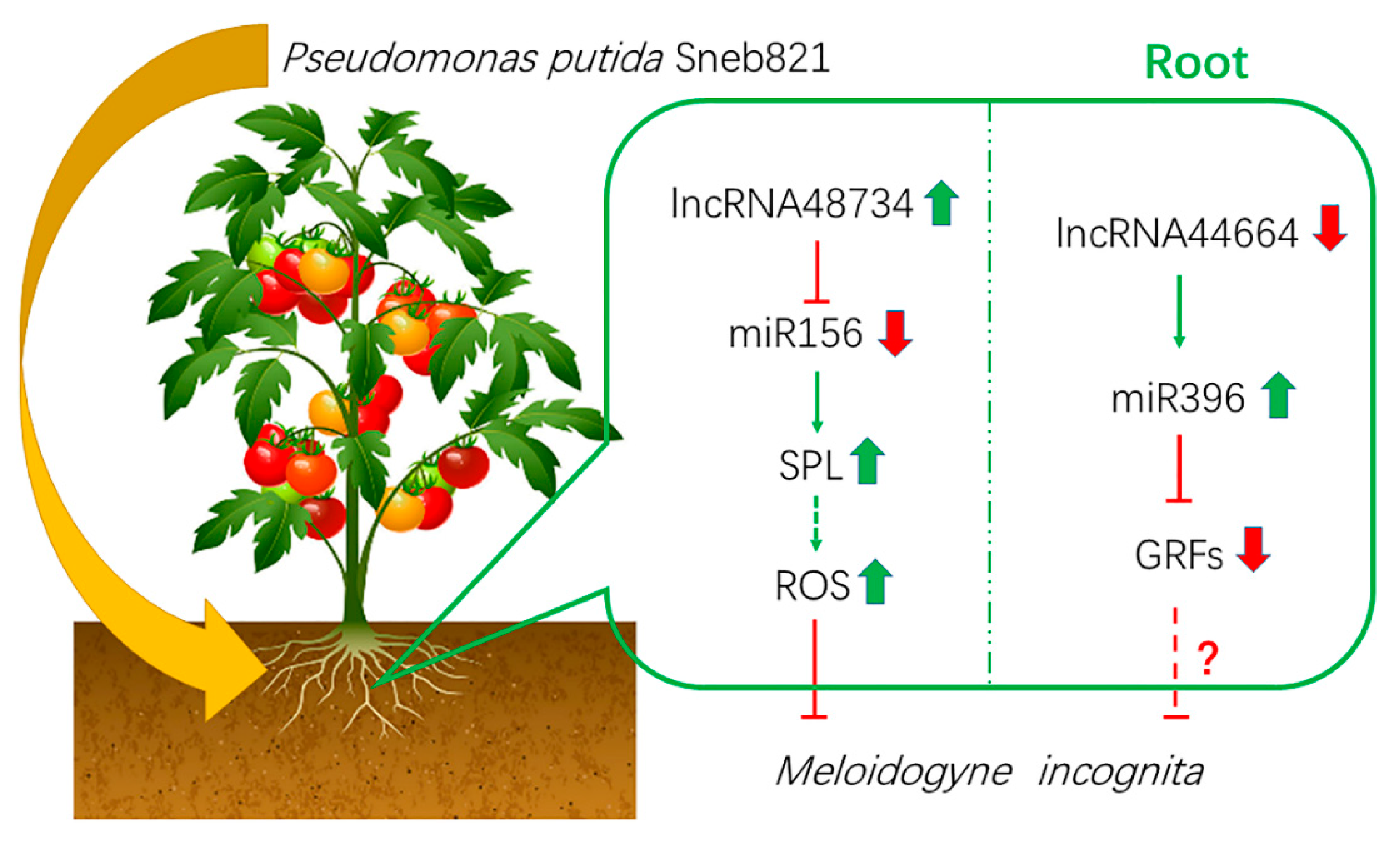 IJMS | Free Full-Text | Functional Analysis of Long Non-Coding RNAs Reveal  Their Novel Roles in Biocontrol of Bacteria-Induced Tomato Resistance to  Meloidogyne incognita | HTML