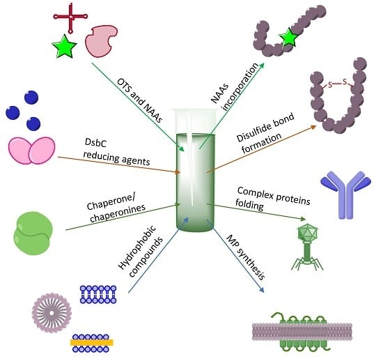 Ijms Free Full Text Escherichia Coli Extract Based Cell Free Expression System As An Alternative For Difficult To Obtain Protein Biosynthesis Html